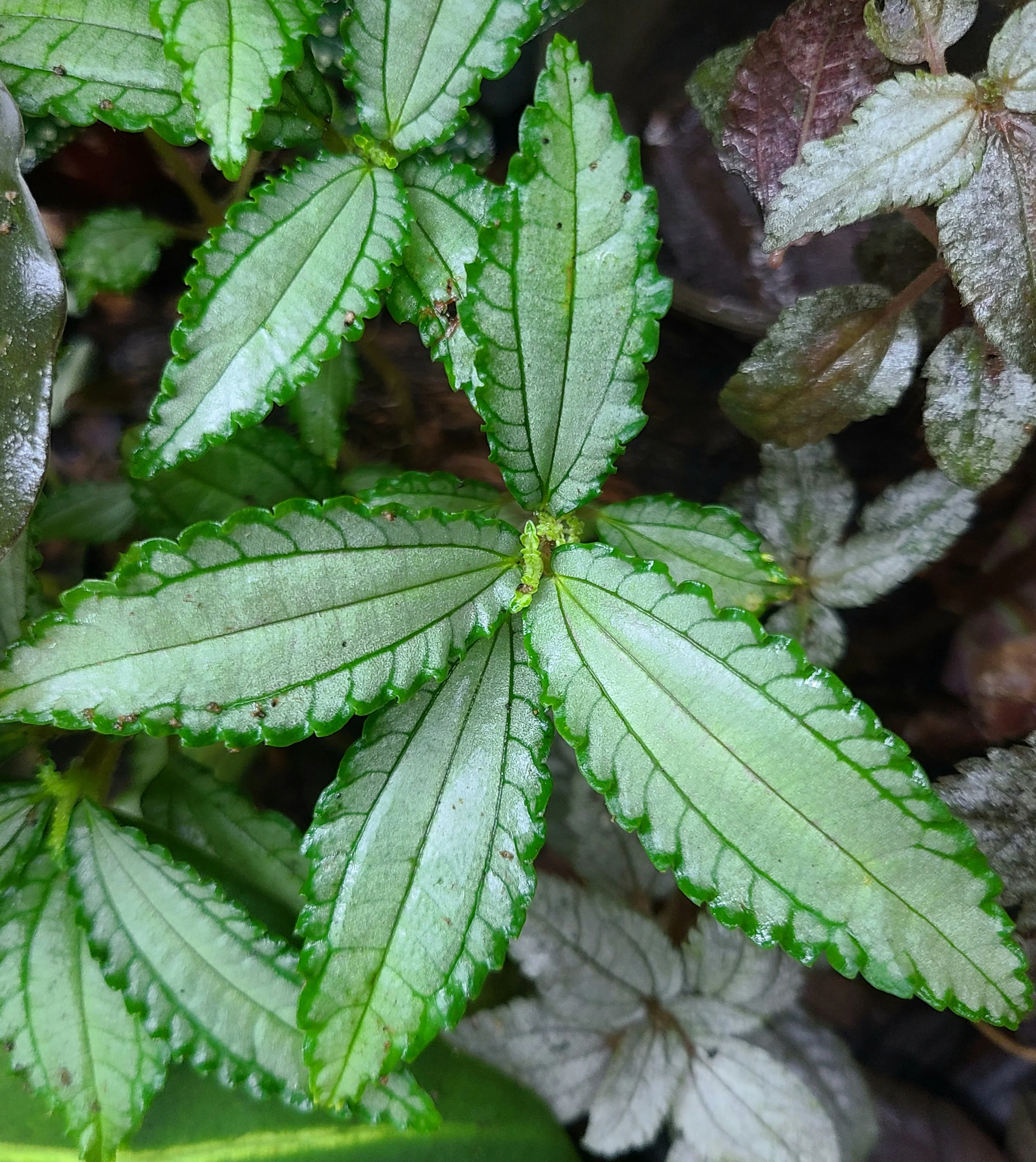 Pilea sp. Chartreuse Ecuador - Image 2
