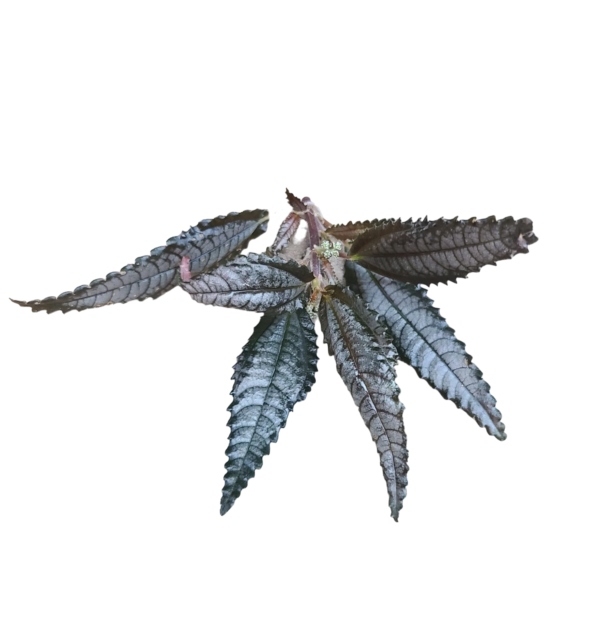 Pilea hitchcockii