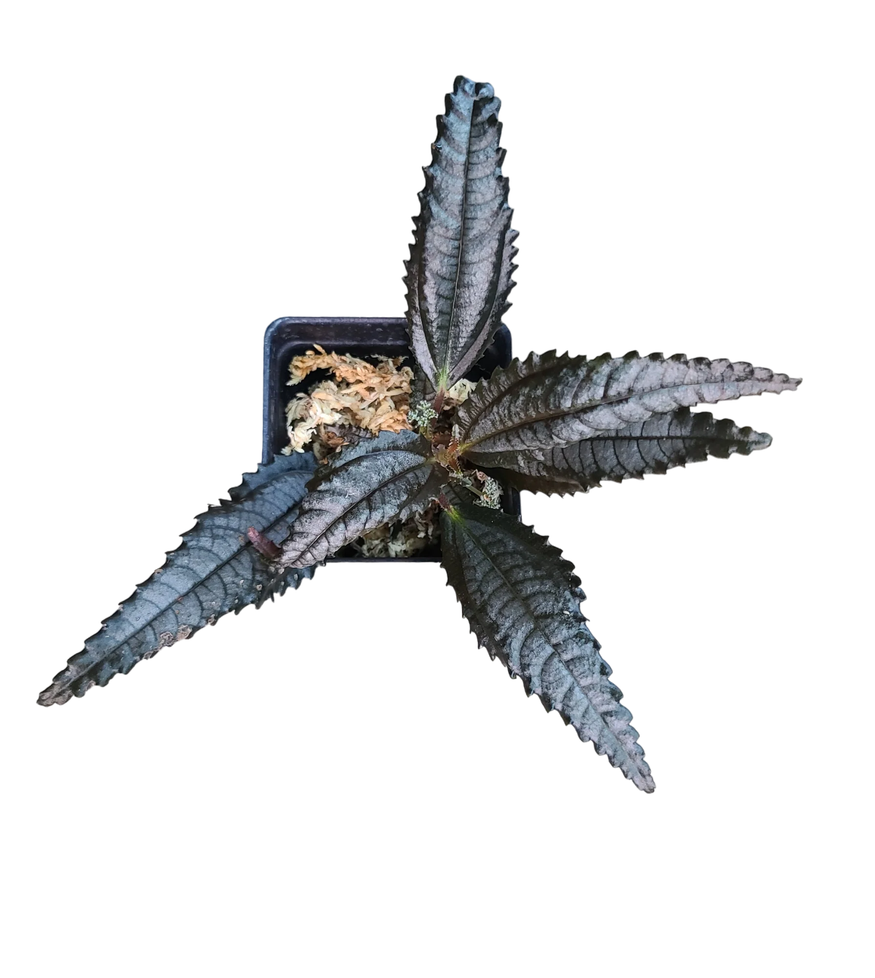 Pilea hitchcockii - Image 2