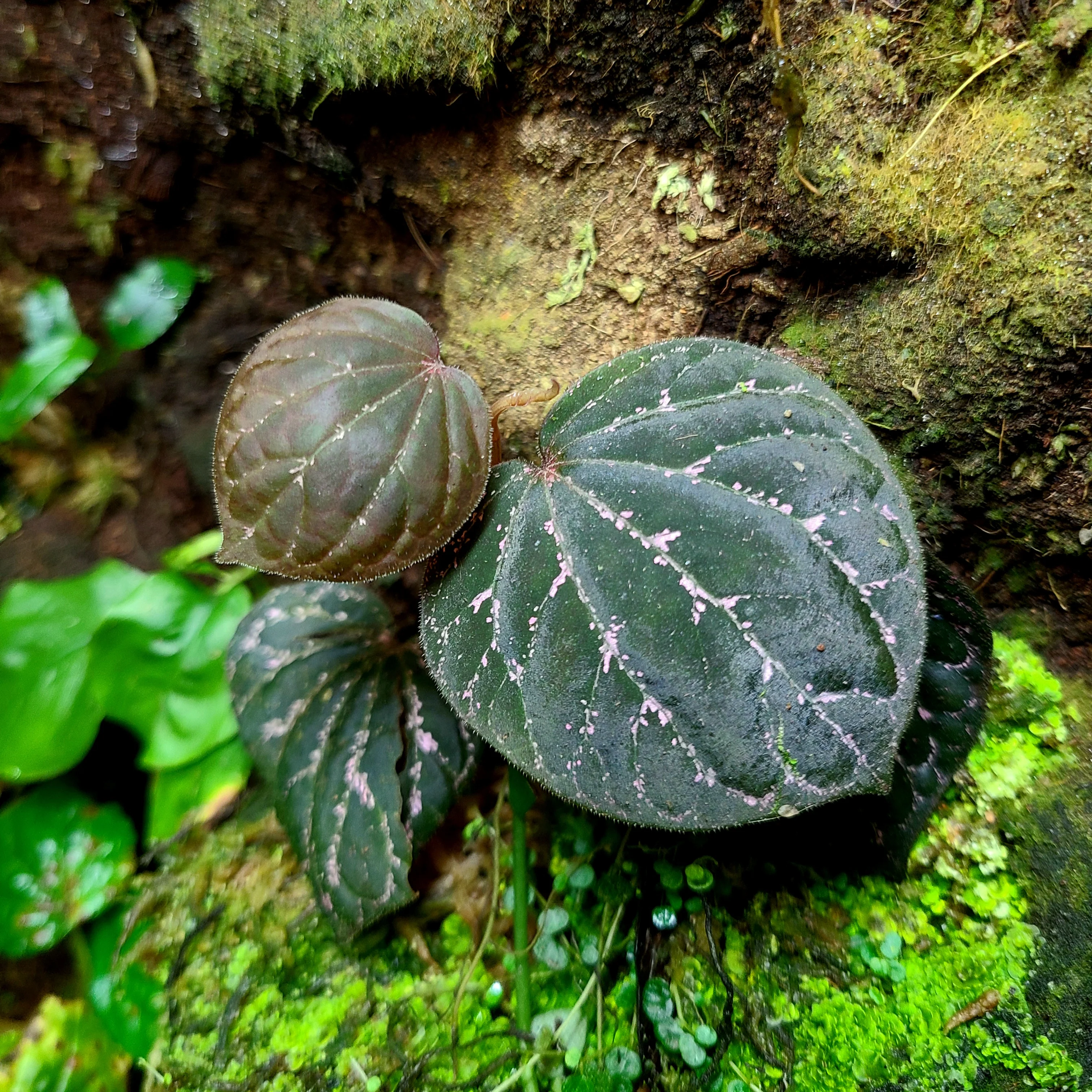 Piper porphyrophyllum "Silver Black"