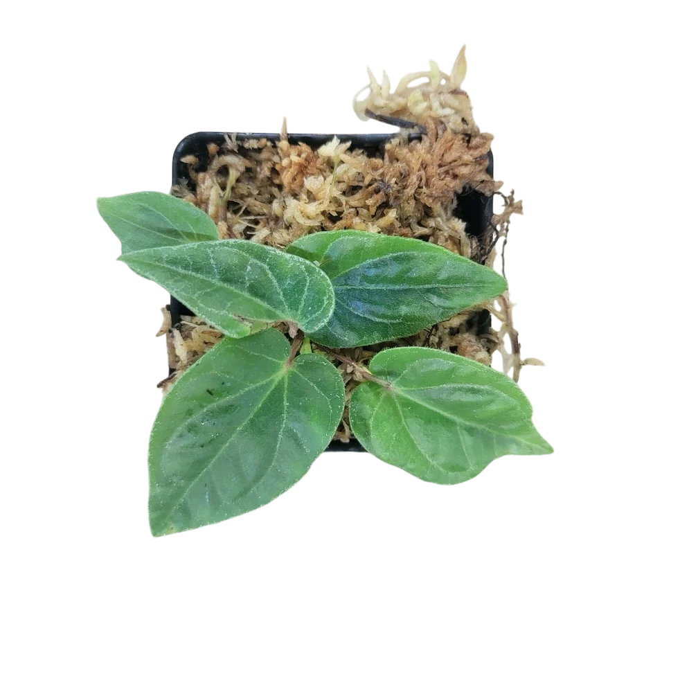 Piper sp. South Sumatra Green