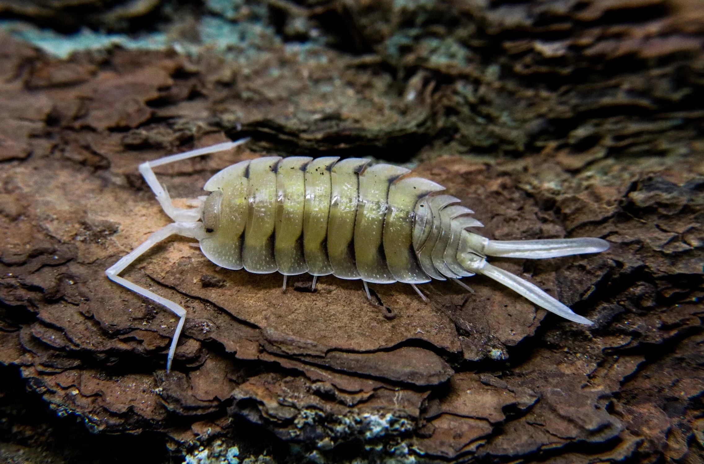 Porcellio bolivari "Bolivari"