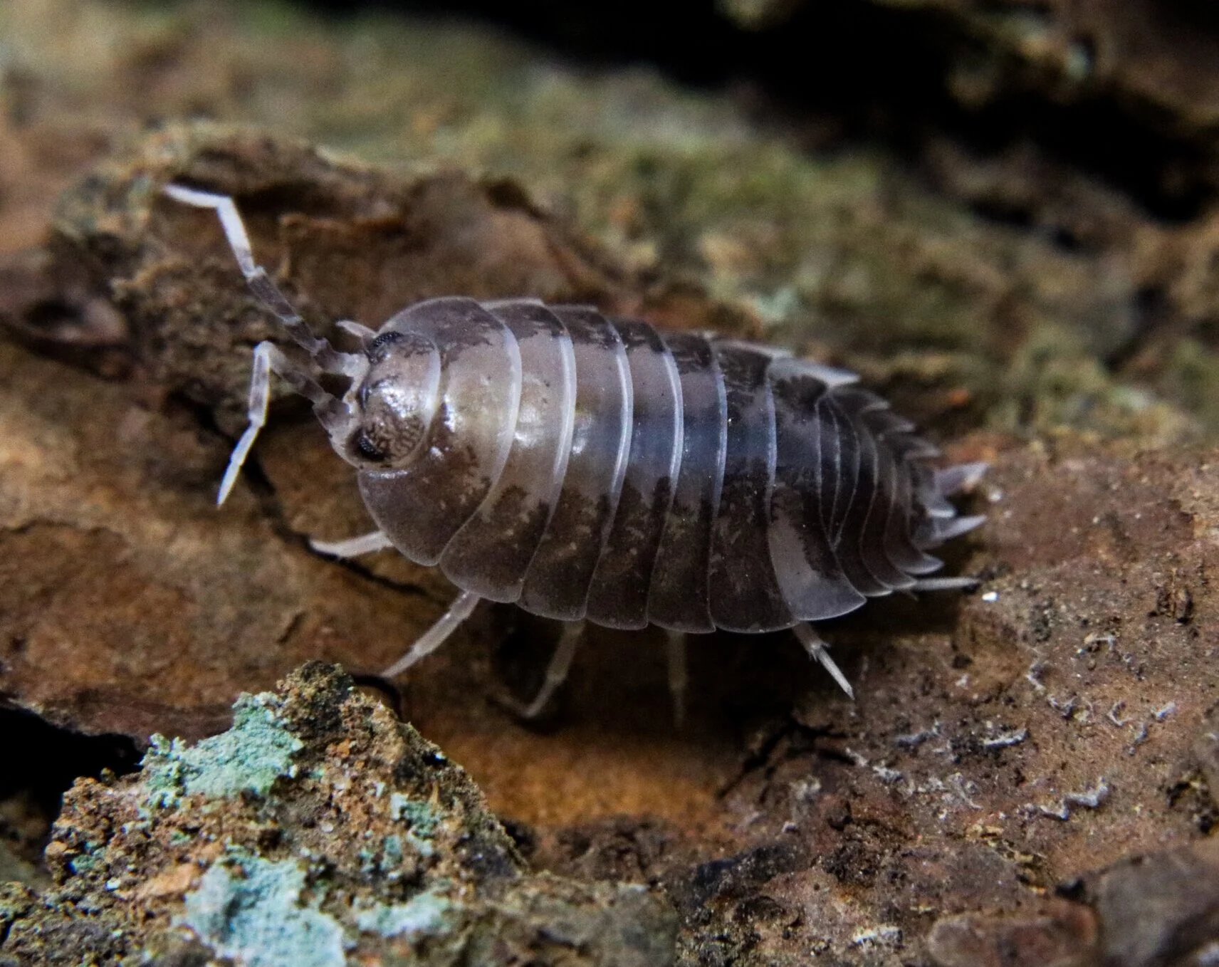 Porcellio leavis "Milk Back"