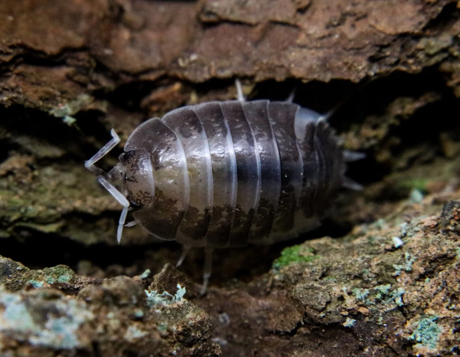 Porcellio leavis "Milk Back" - Image 2