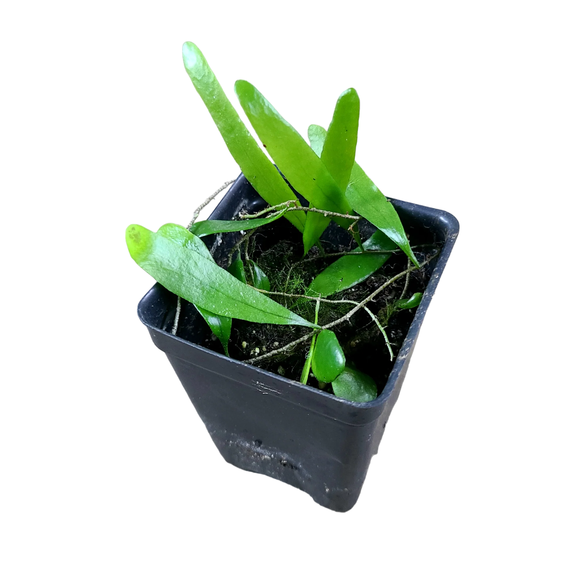 Pyrrosia piloselloides - Tall Form