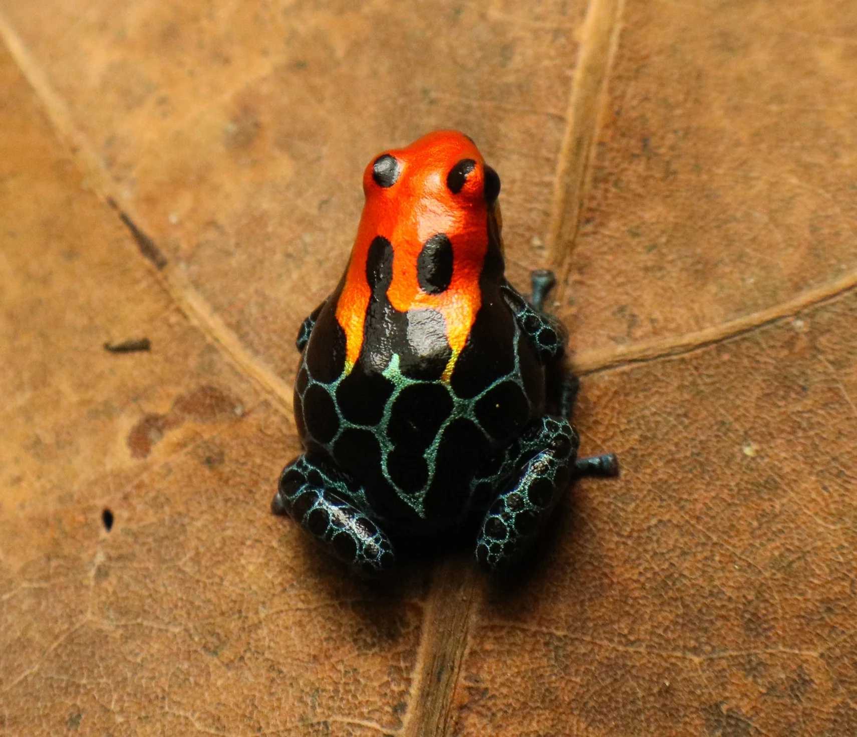 Ranitomeya amazonica "Arena Blanca" - Image 2
