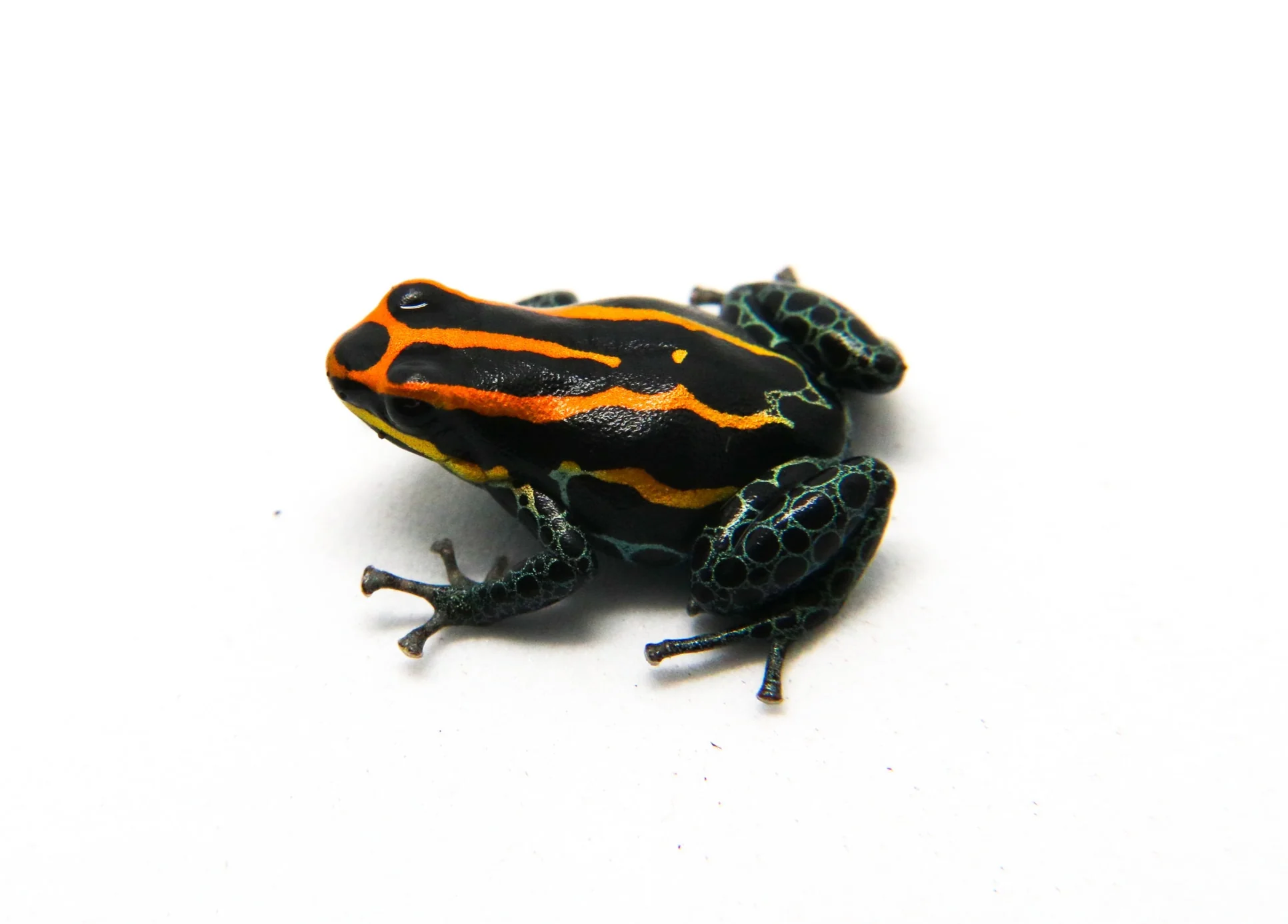 Ranitomeya amazonica "Iquitos"