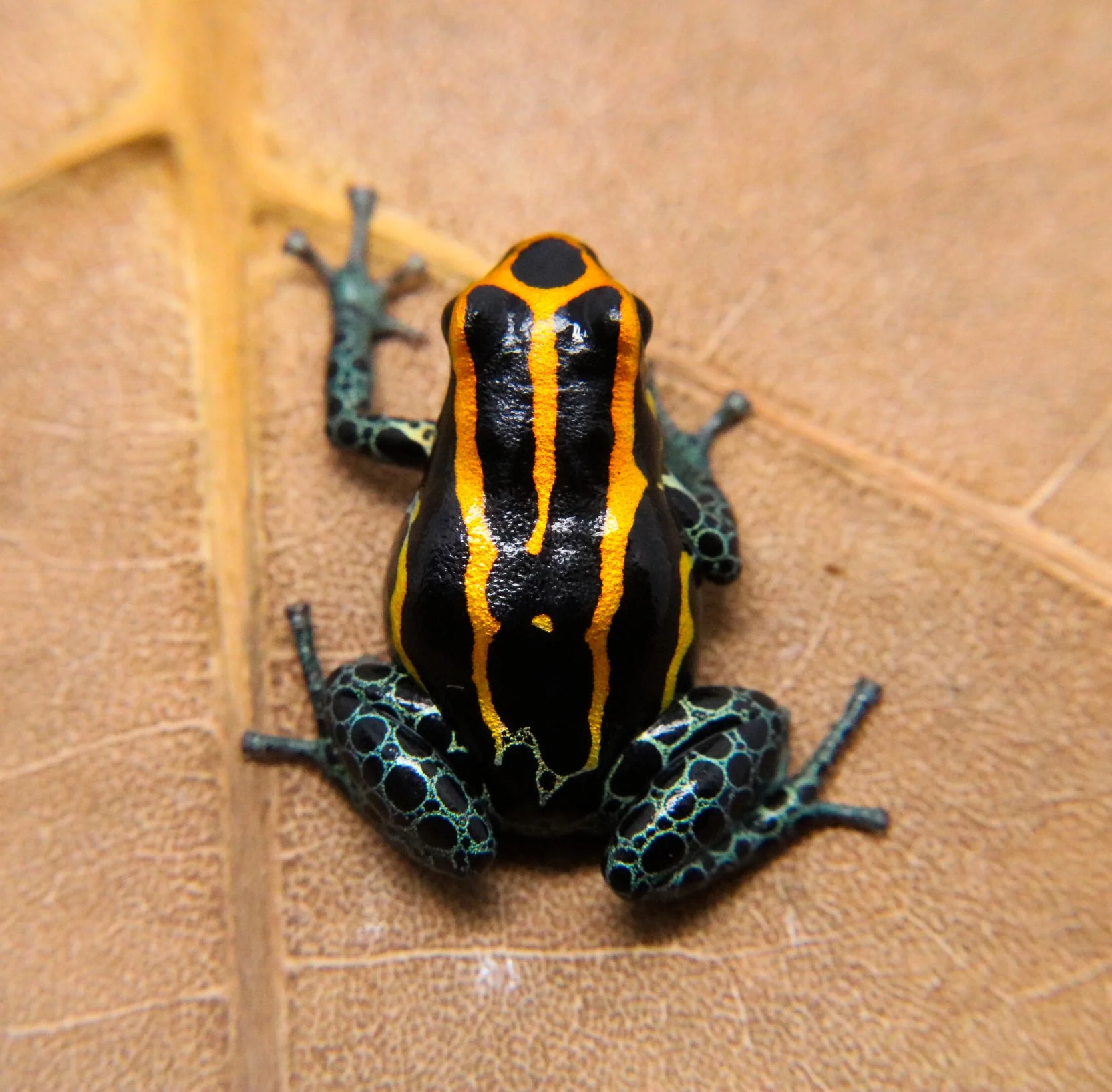 Ranitomeya amazonica "Iquitos" - Image 2