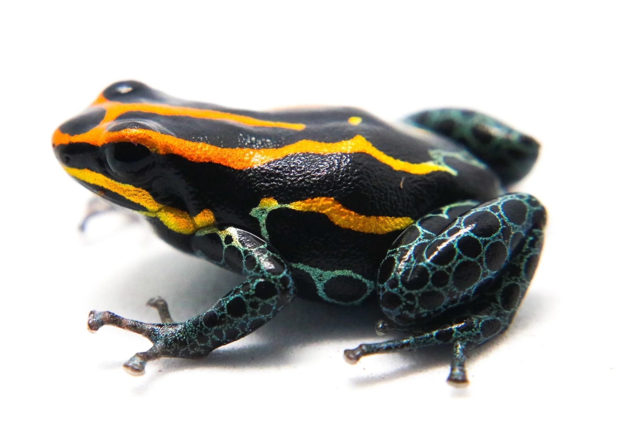 Ranitomeya amazonica "Iquitos" Tadpole - Image 3