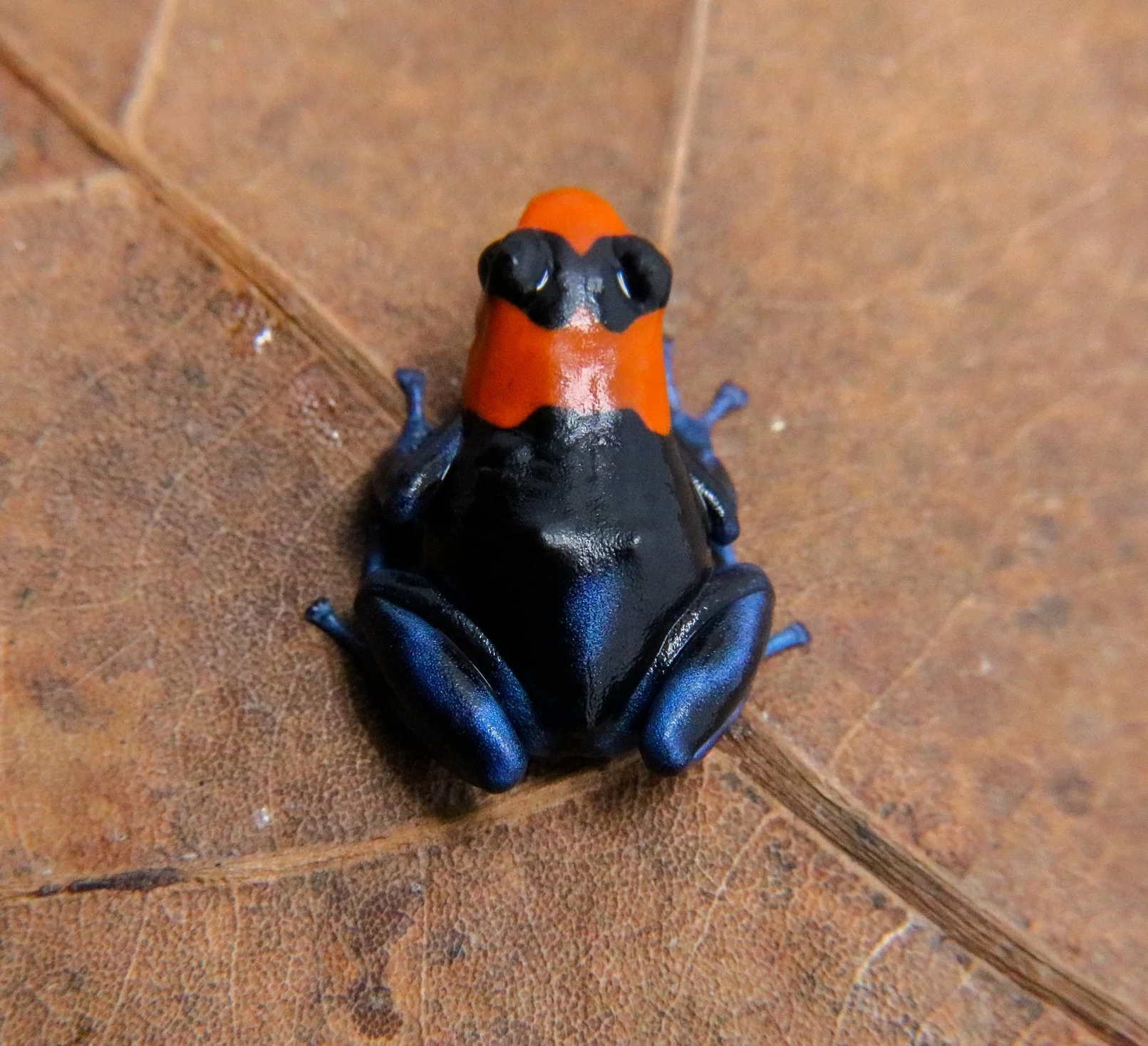 Ranitomeya benedicta "Pampa Hermosa" - Image 2