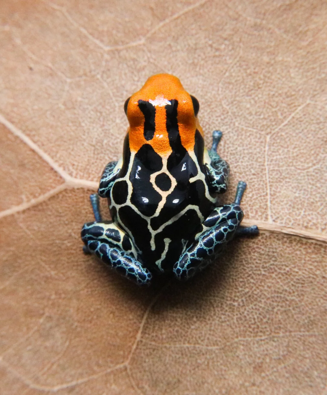 Ranitomeya fantastica "Caynarachi" - Image 2