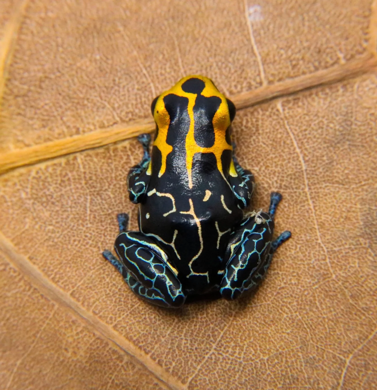 Ranitomeya fantastica "Lowland" - Image 2