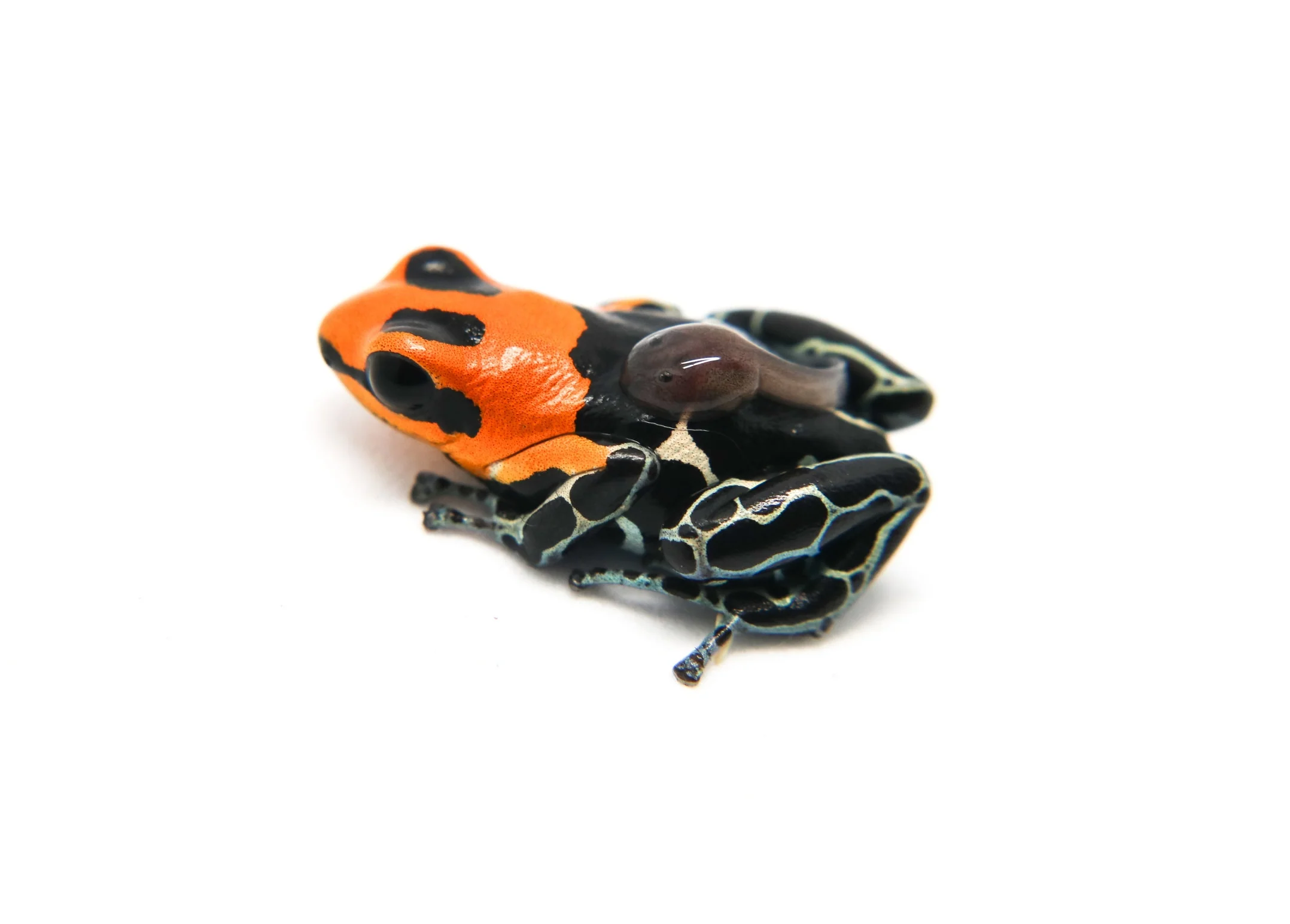 Ranitomeya fantastica "Monte Cristo"