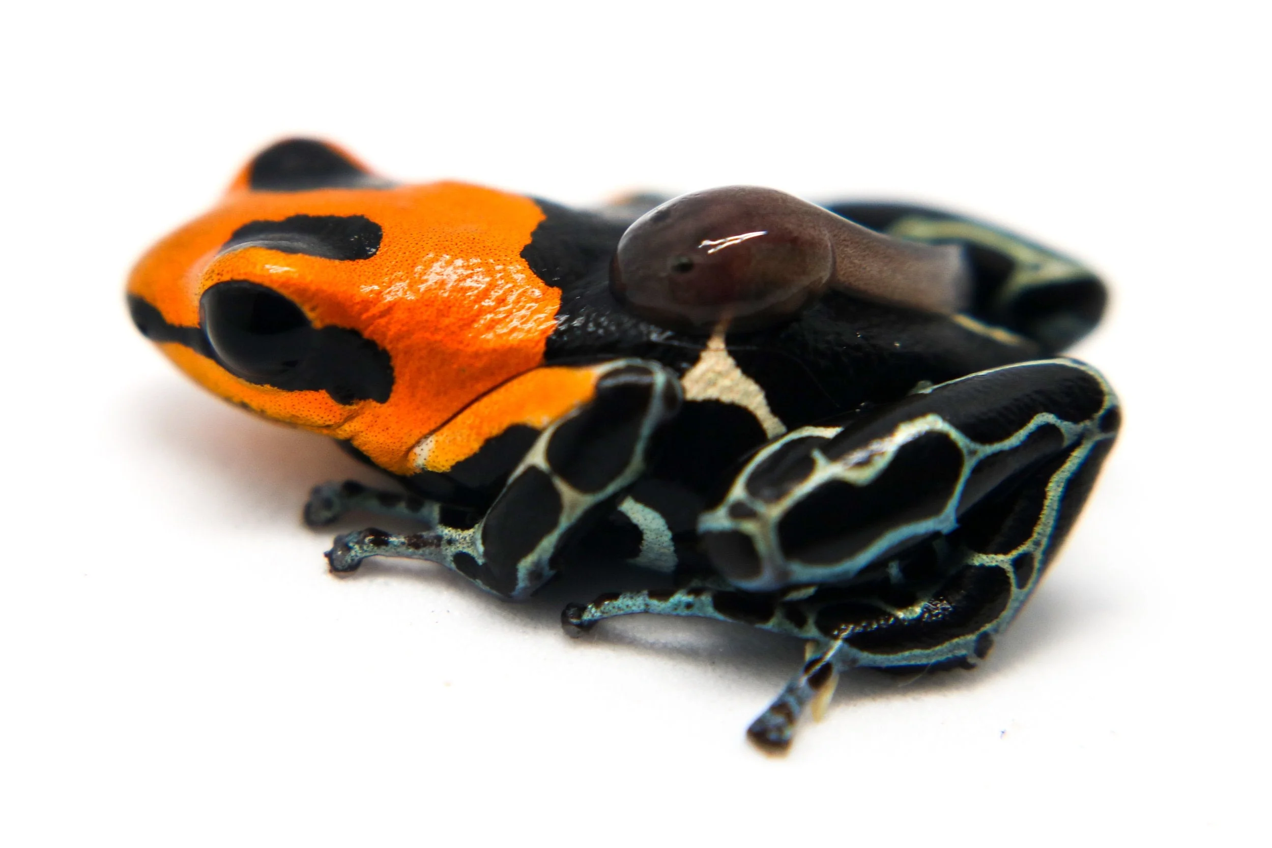 Ranitomeya fantastica "Monte Cristo" - Tadpole - Image 3