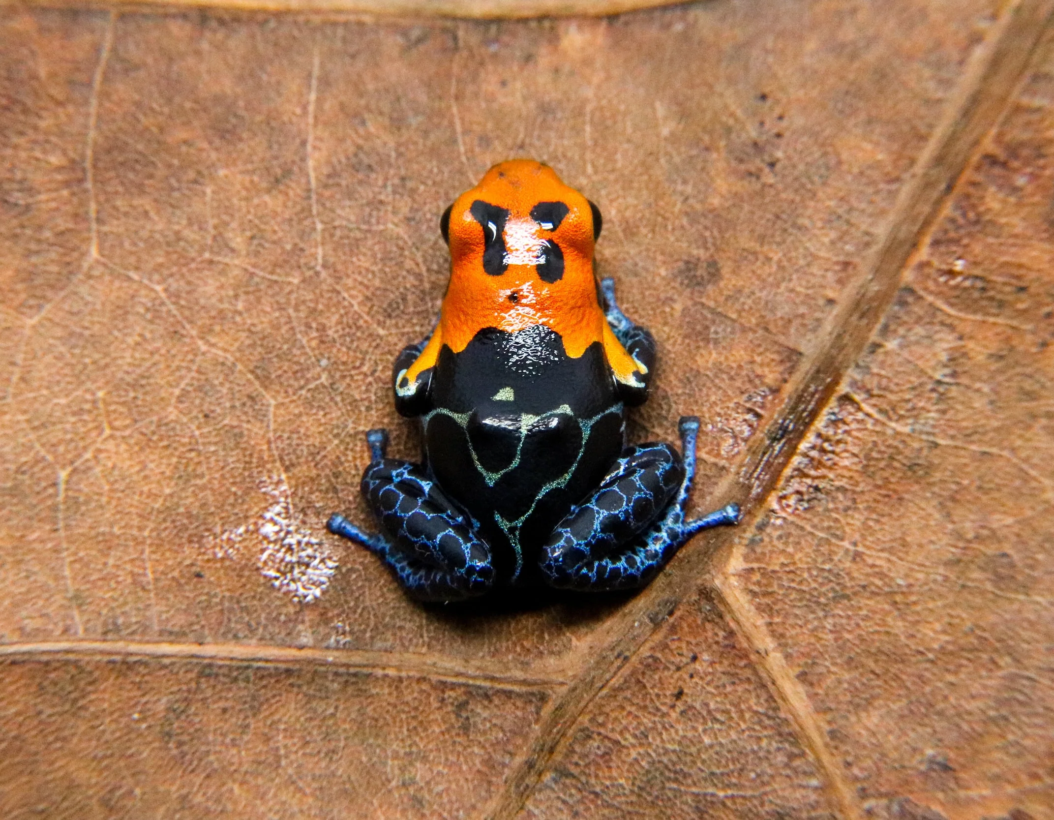 Ranitomeya fantastica "Varadero" - Image 2