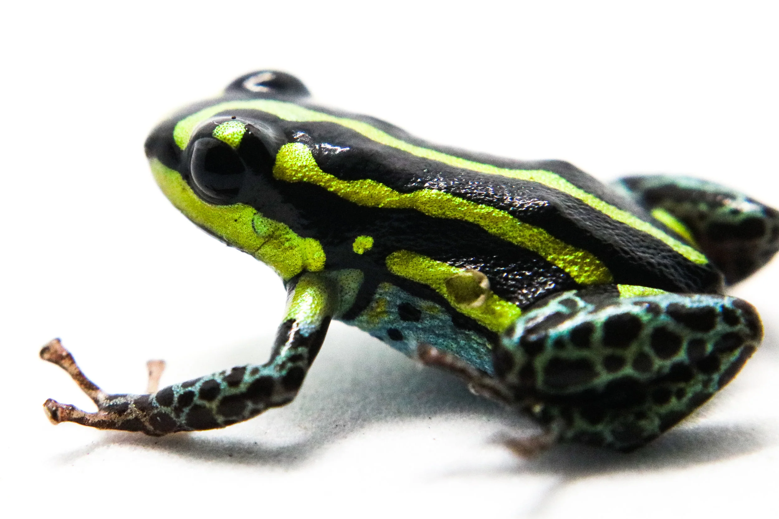 Ranitomeya flavovittata "Tamshiyacu Tauhuayo" - Image 3