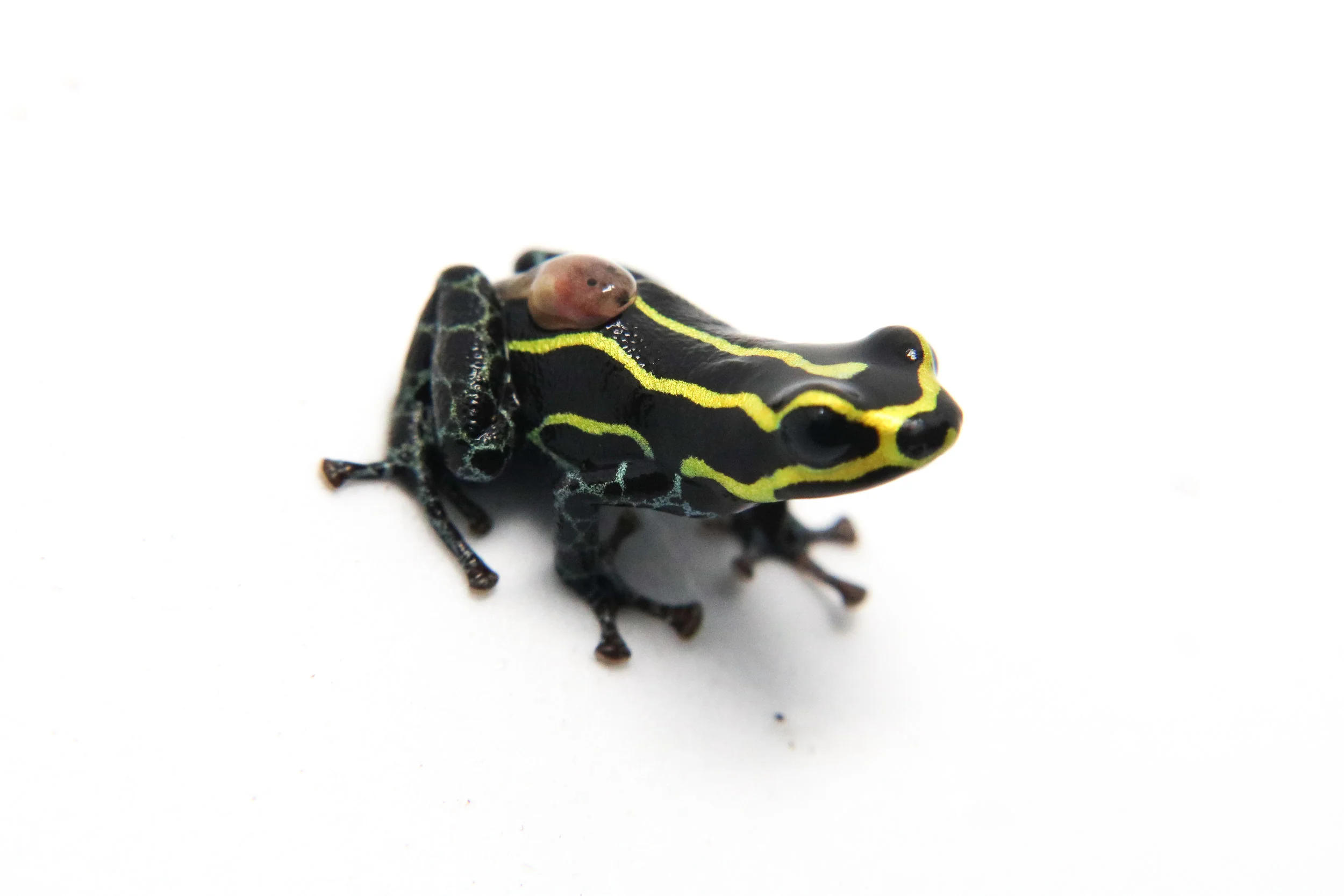 Ranitomeya imitator "Baja Huallaga"