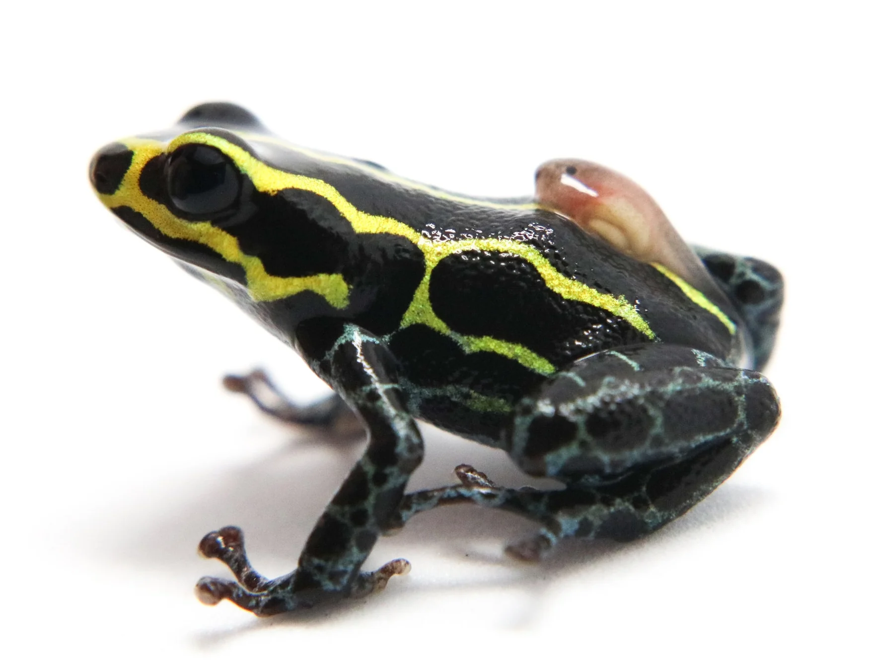 Ranitomeya imitator "Baja Huallaga" - Image 3