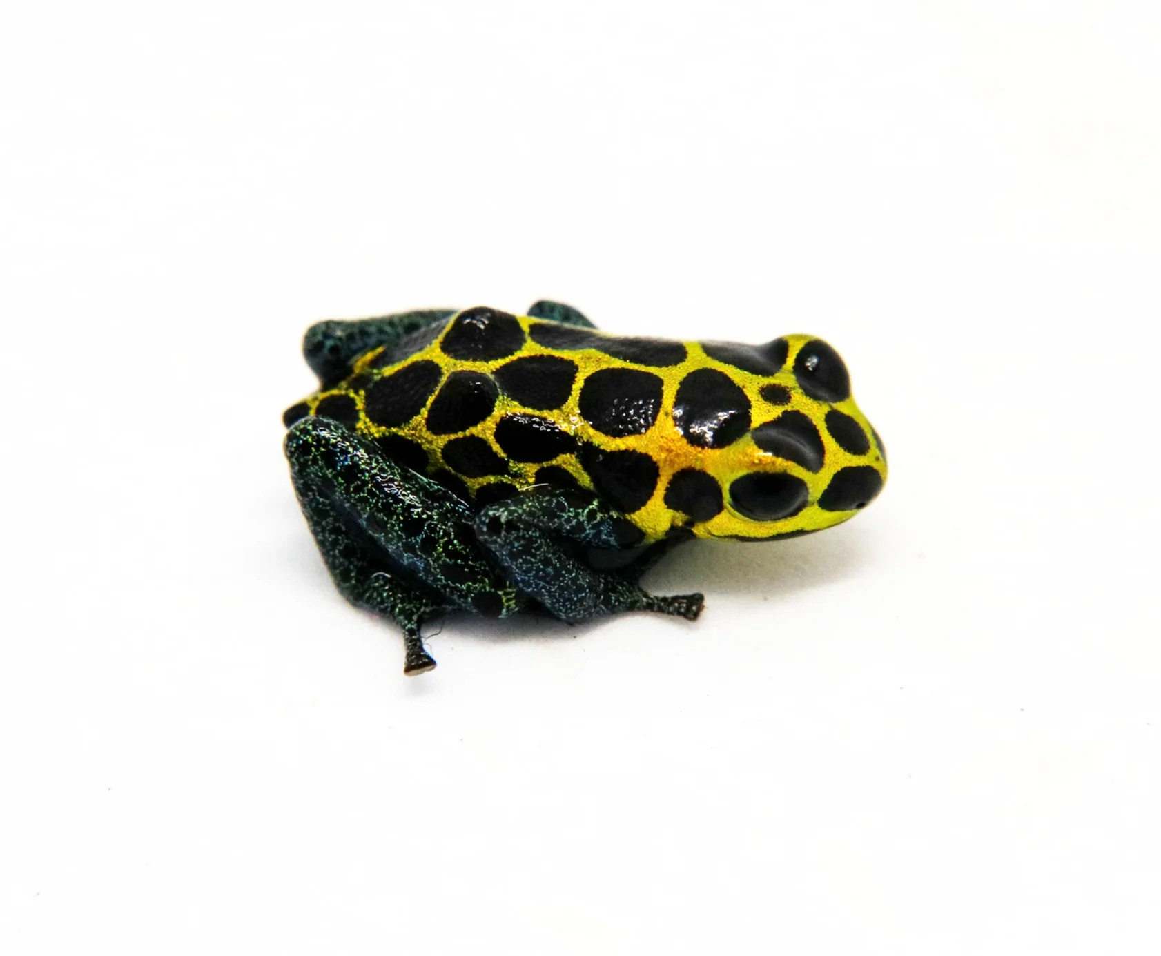 Ranitomeya imitator "Tarapoto"