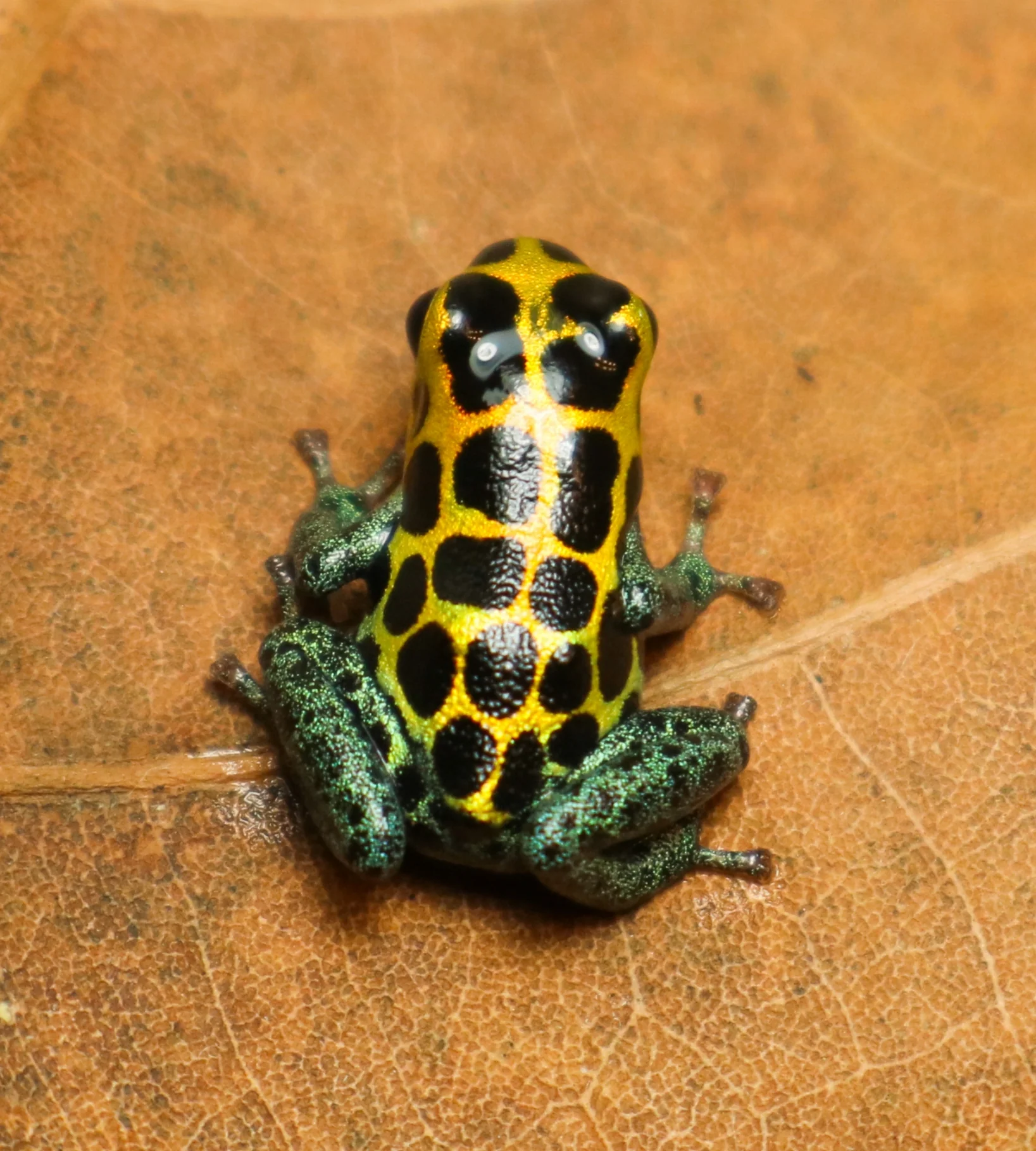 Ranitomeya imitator "Tarapoto" - Image 2