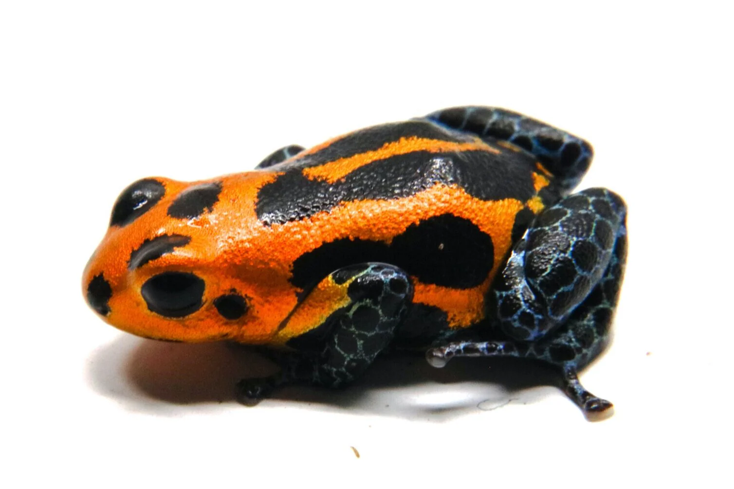 Ranitomeya imitator "Varadero" - Image 2