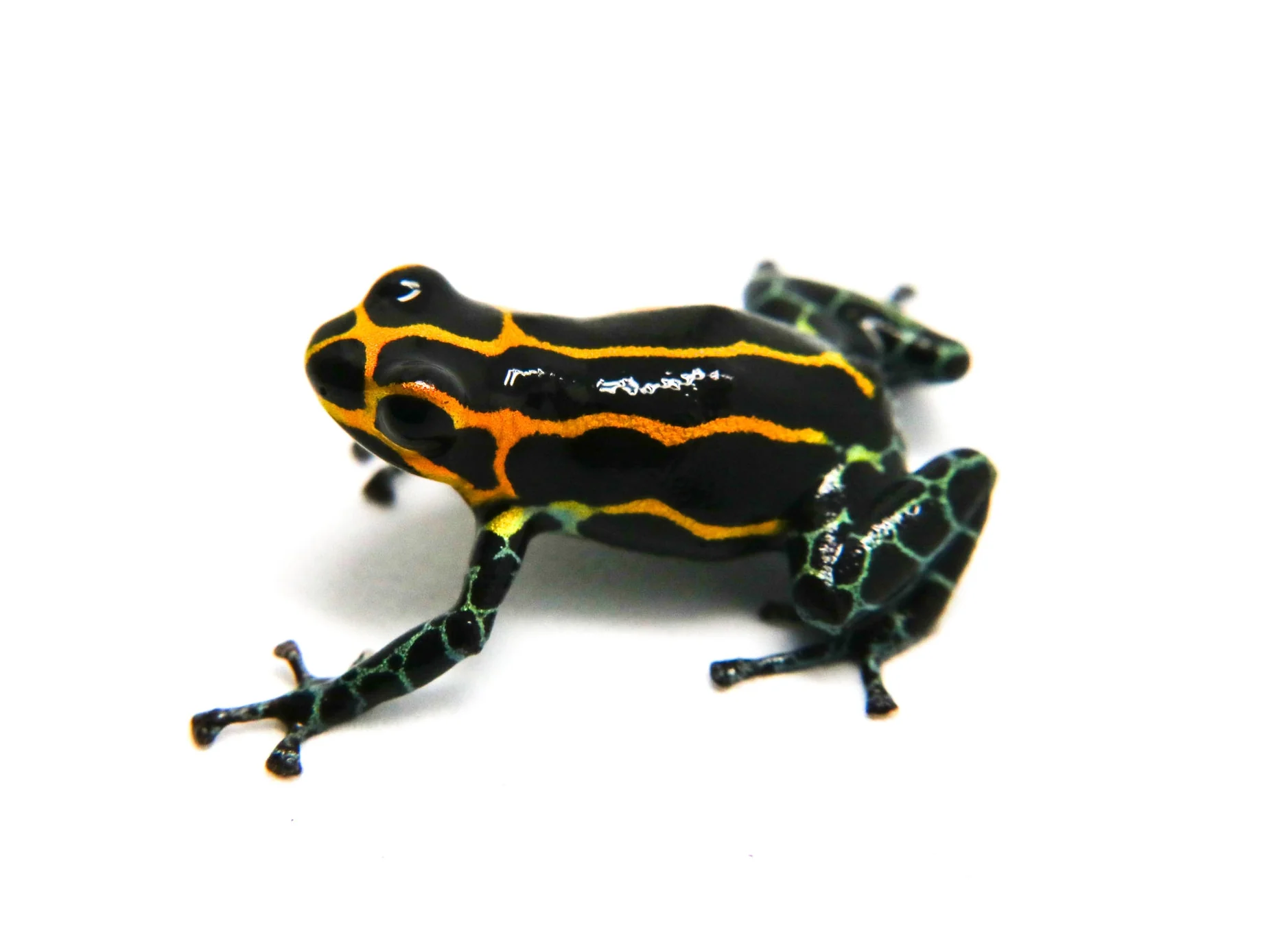 Ranitomeya imitator "Yumbatos"