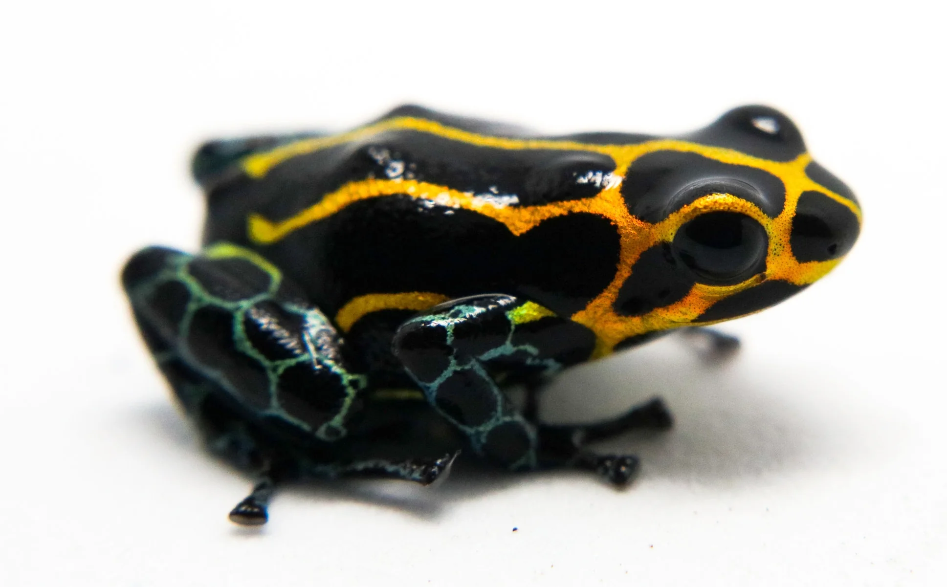 Ranitomeya imitator "Yumbatos" - Image 3
