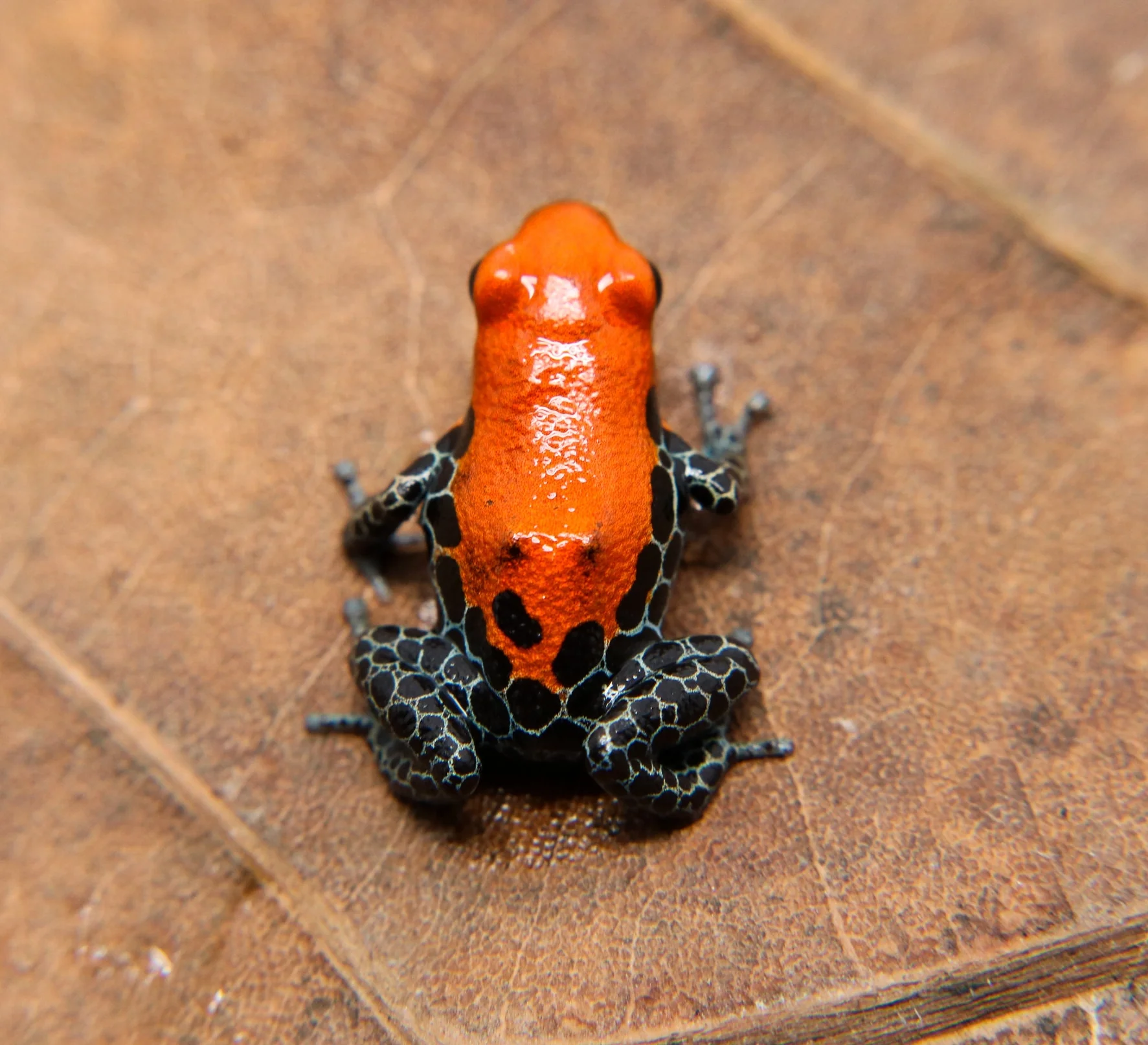 Ranitomeya reticulata "Solid" - Image 2