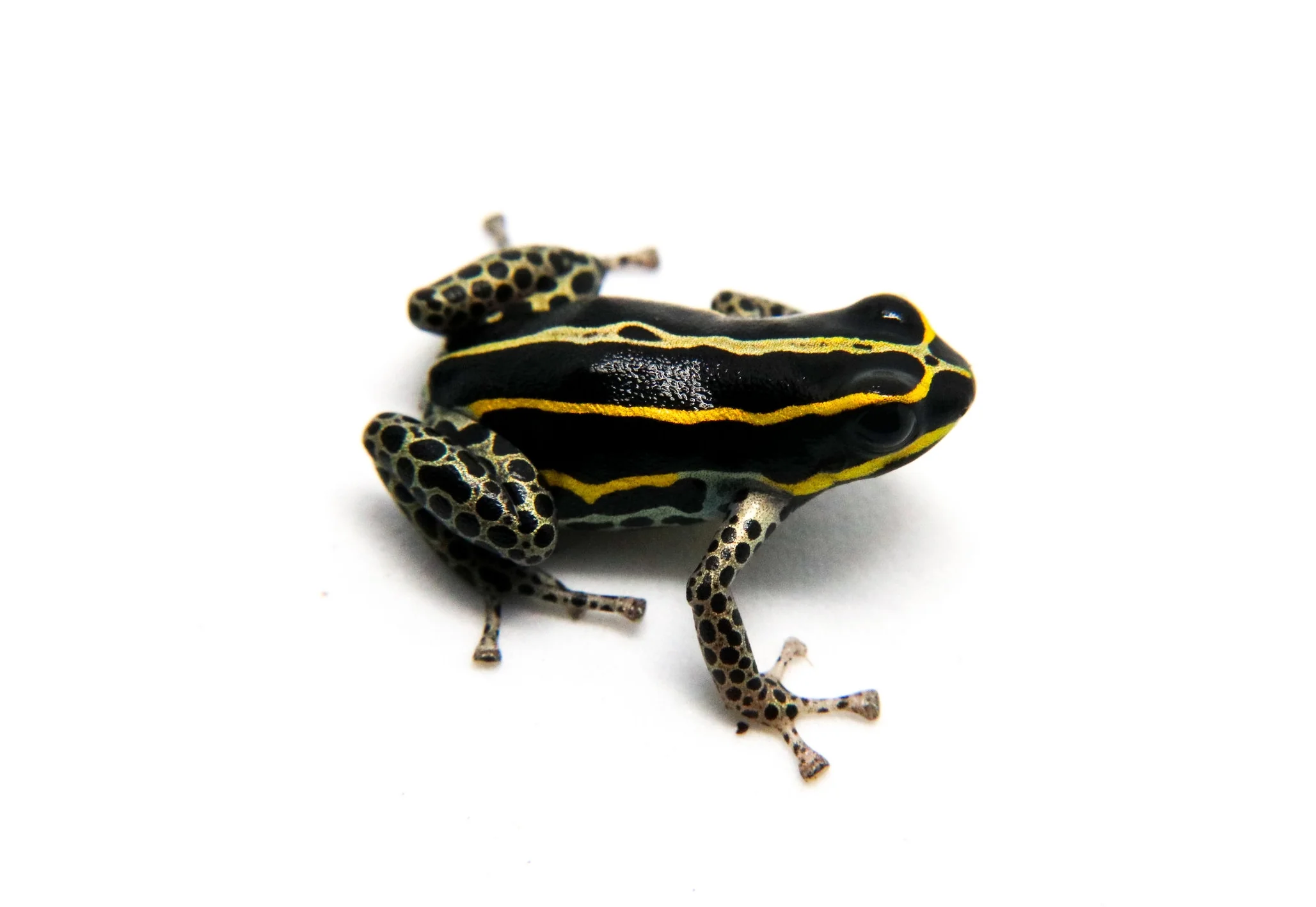 Ranitomeya sirensis "Biolat"