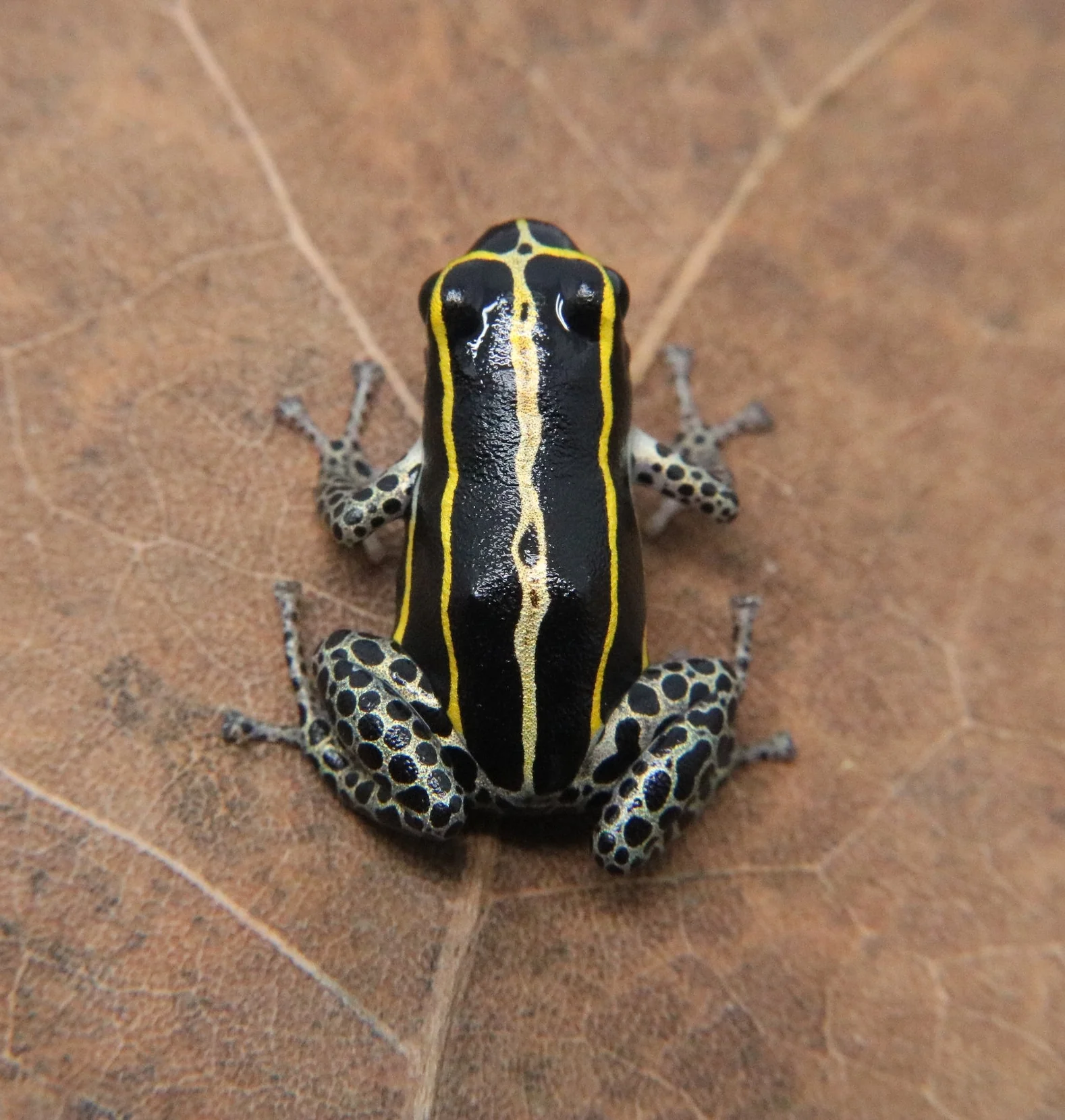 Ranitomeya sirensis "Biolat" - Image 2