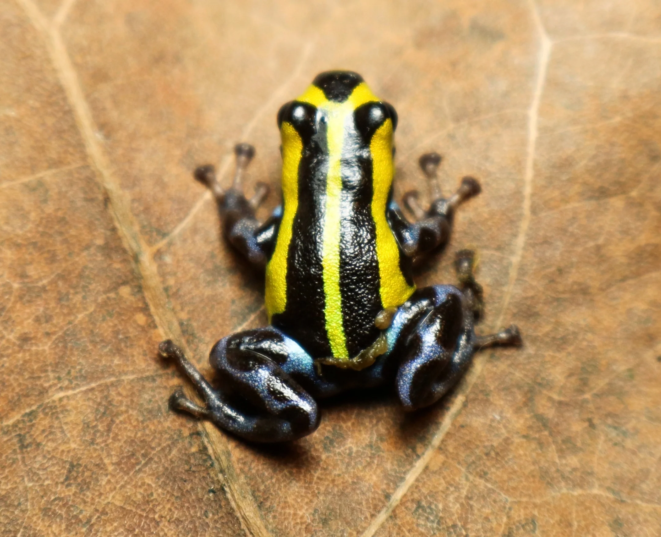 Ranitomeya sirensis "Highland - Tingo Maria" - Image 2