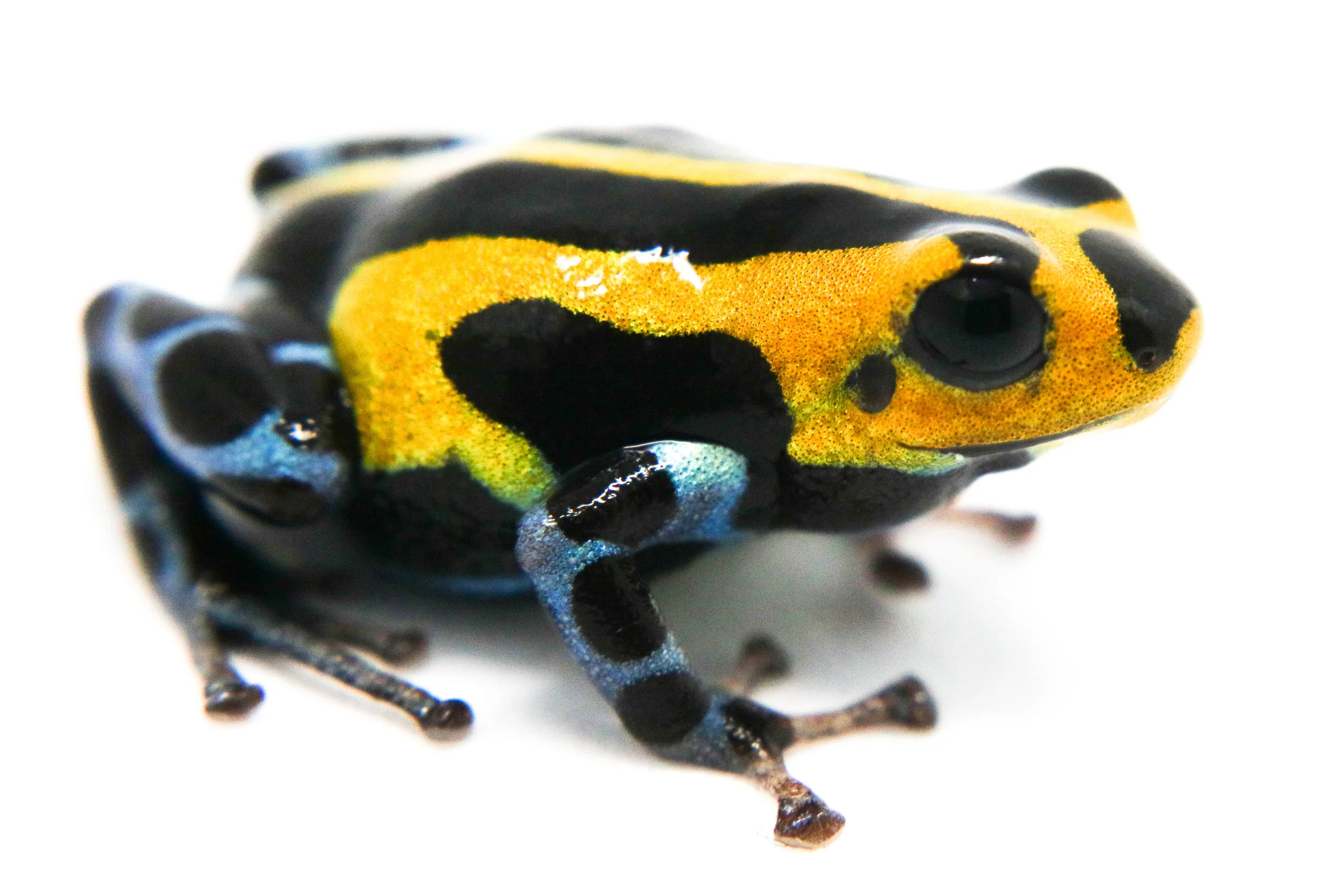 Ranitomeya sirensis "Highland - Tingo Maria" - Image 3