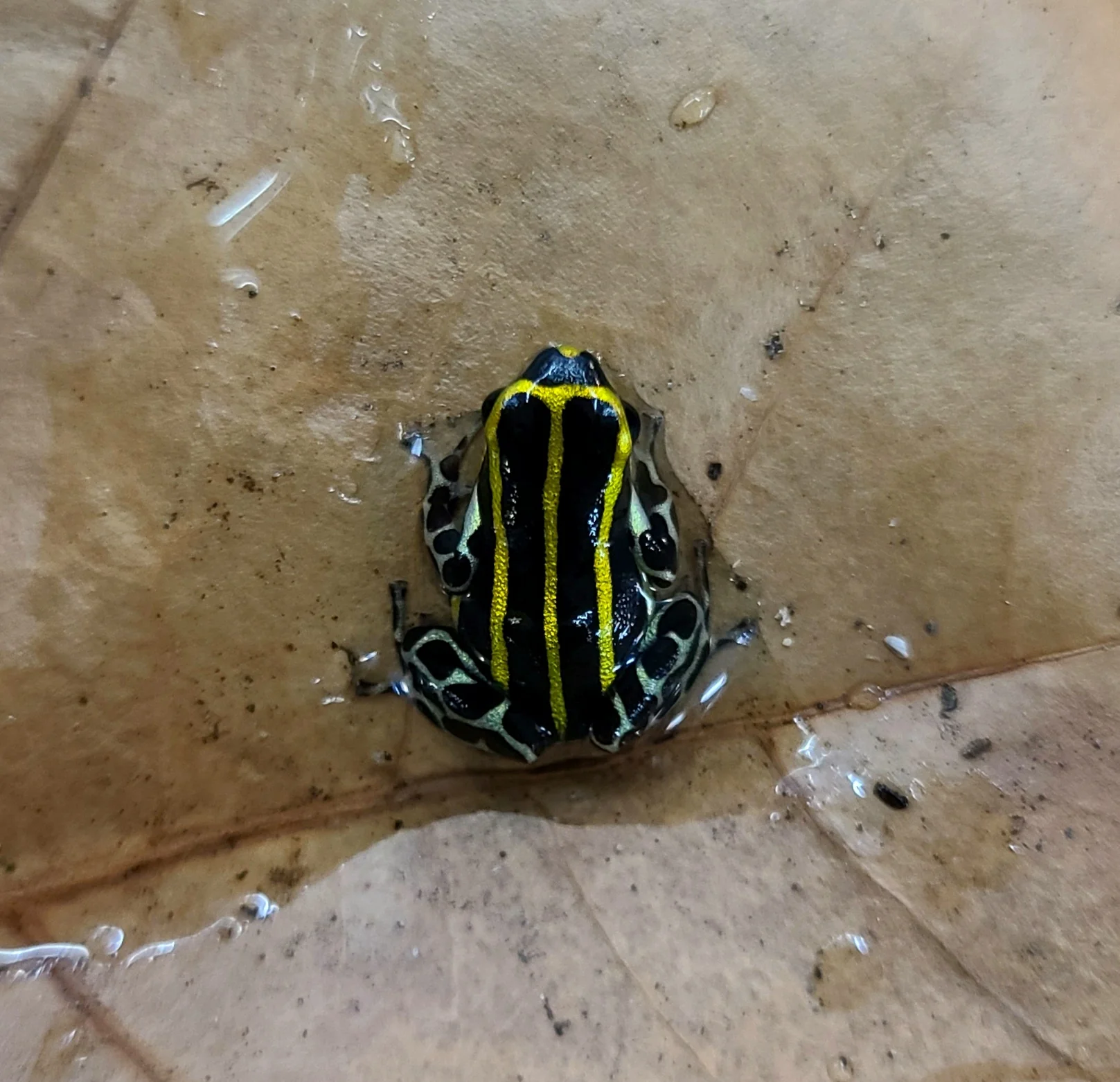 Ranitomeya sirensis "Rio Pachitea Yellow"