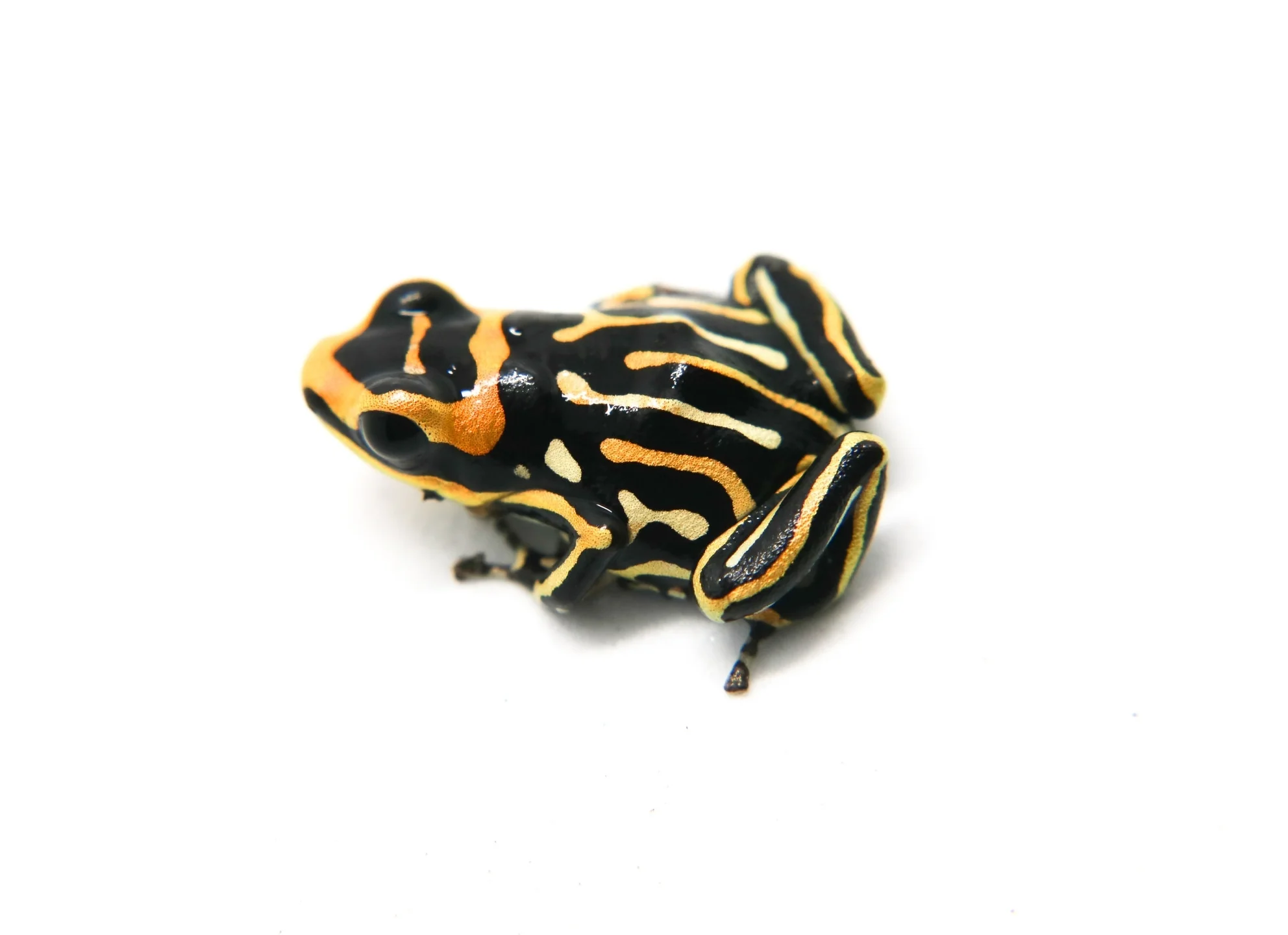 Ranitomeya summersi "Reticulated" - formerly fantastica