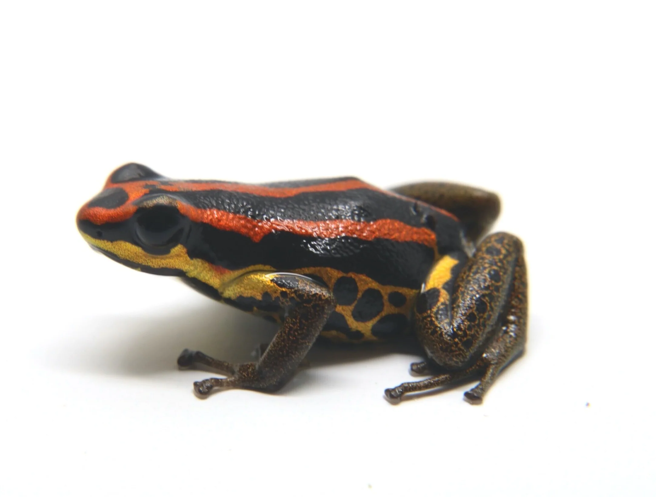 Ranitomeya uakarii "Gold Legged"