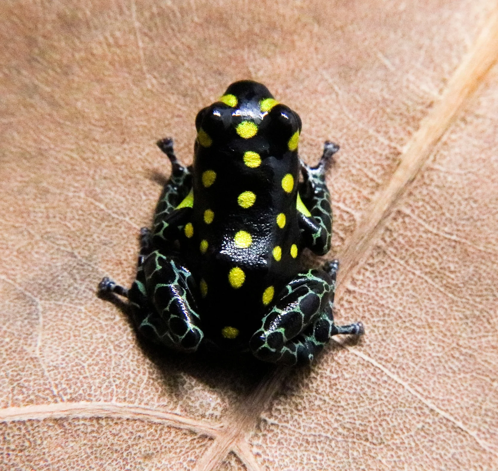 Ranitomeya vanzolinii - Image 2