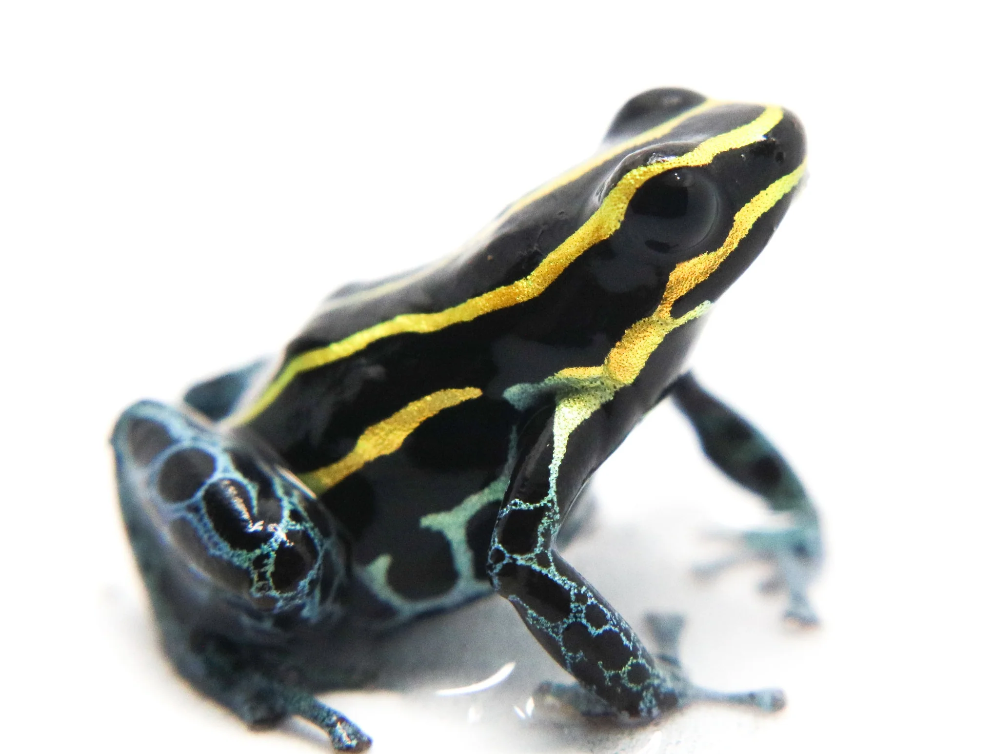 Ranitomeya variabilis "Borja Ridge" - Image 3