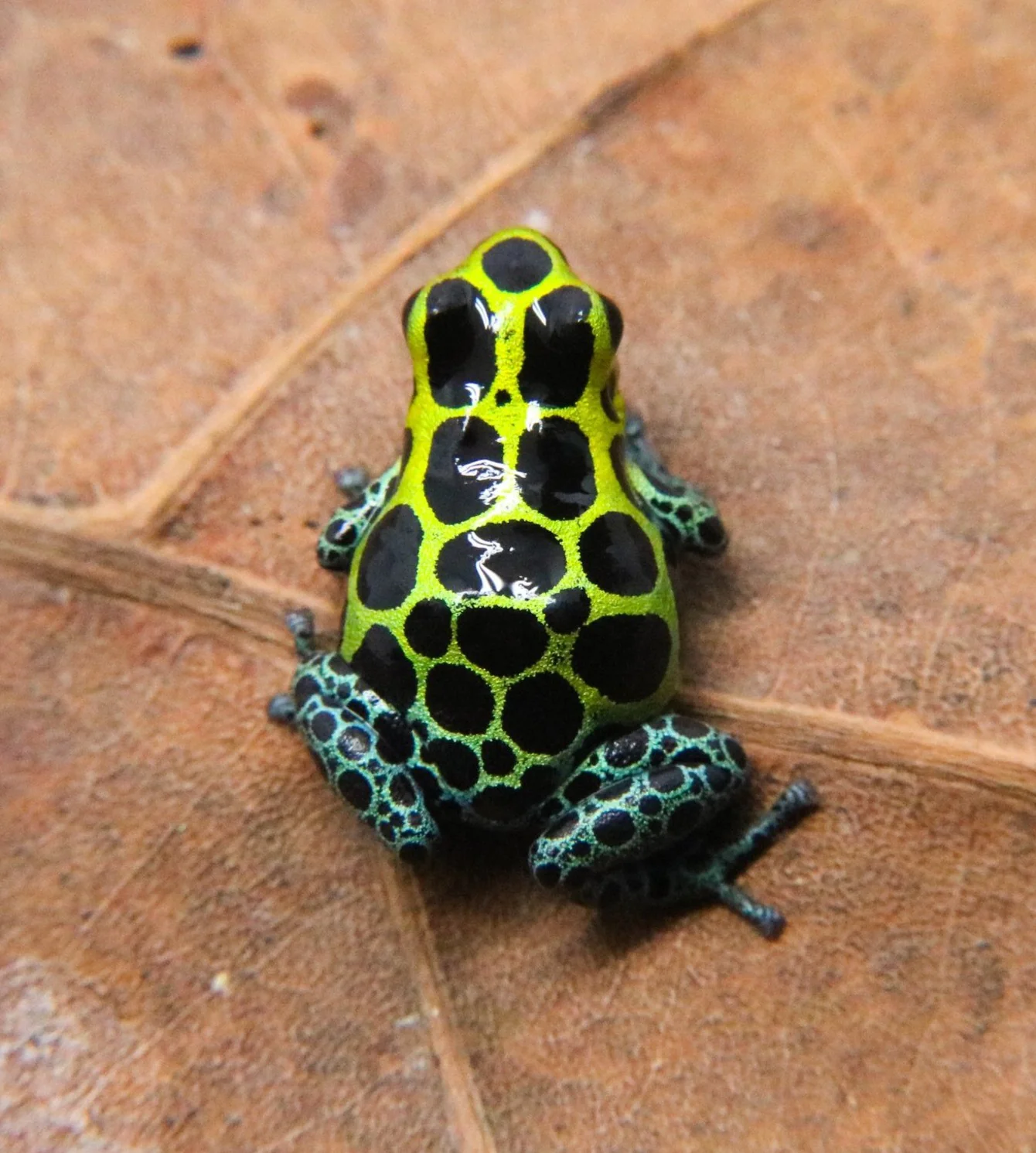 Ranitomeya variabilis "Highland" - Image 2