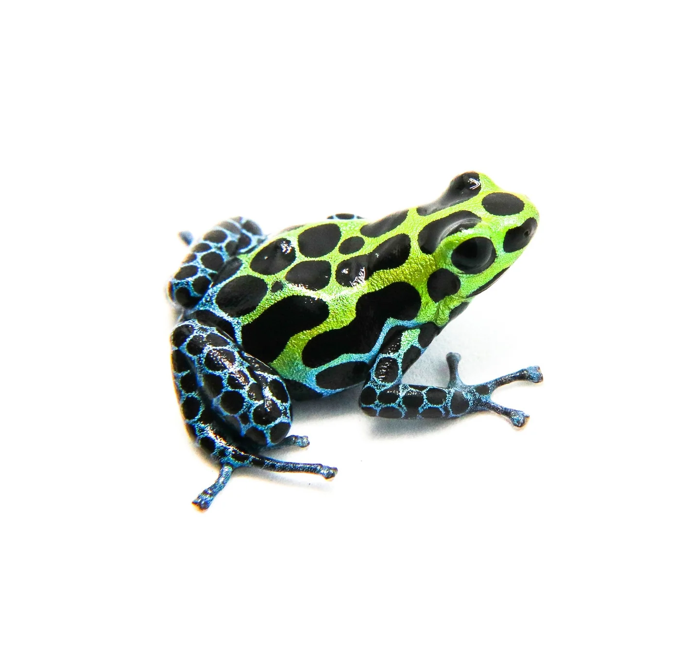 Ranitomeya variabilis "Southern"