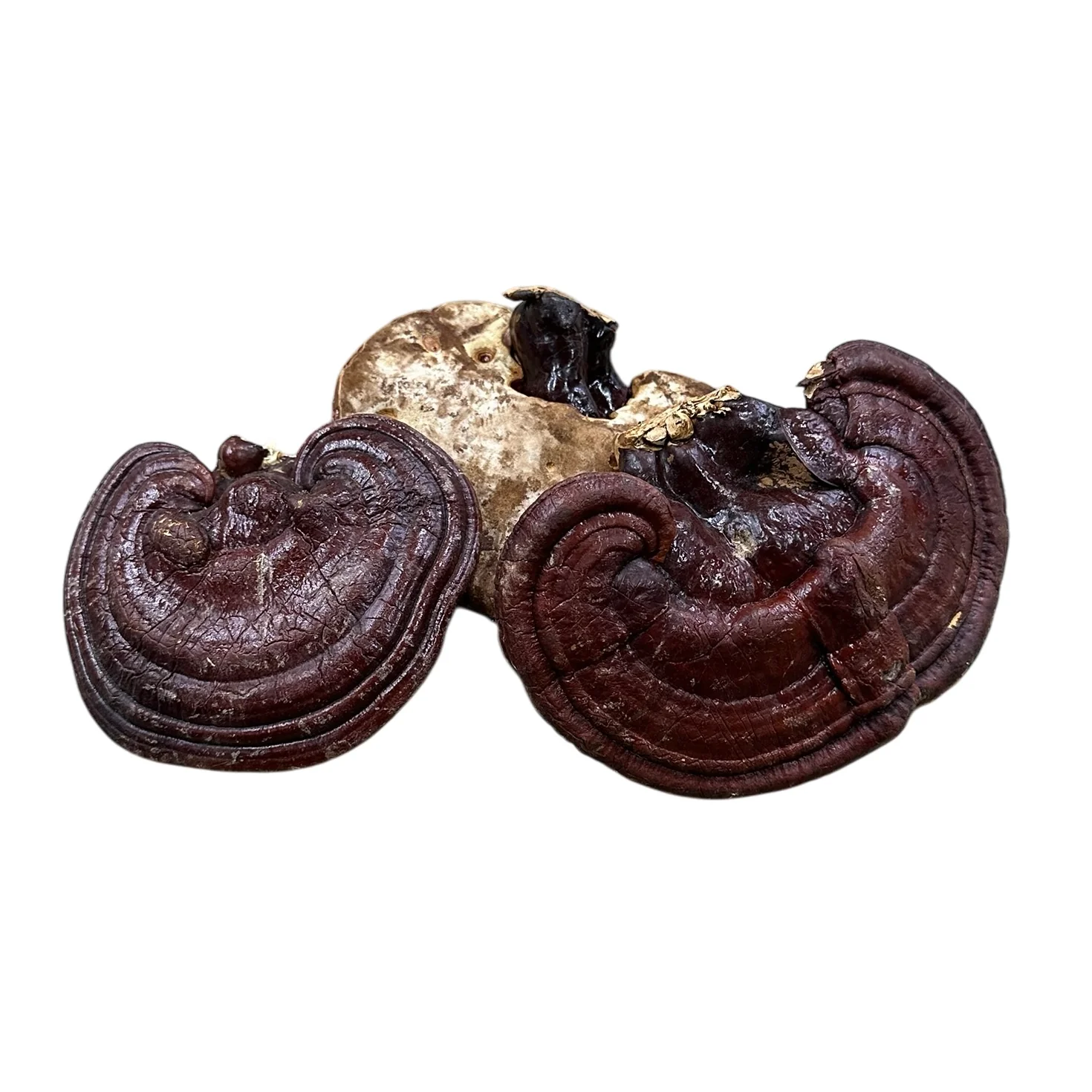 Reishi Cap