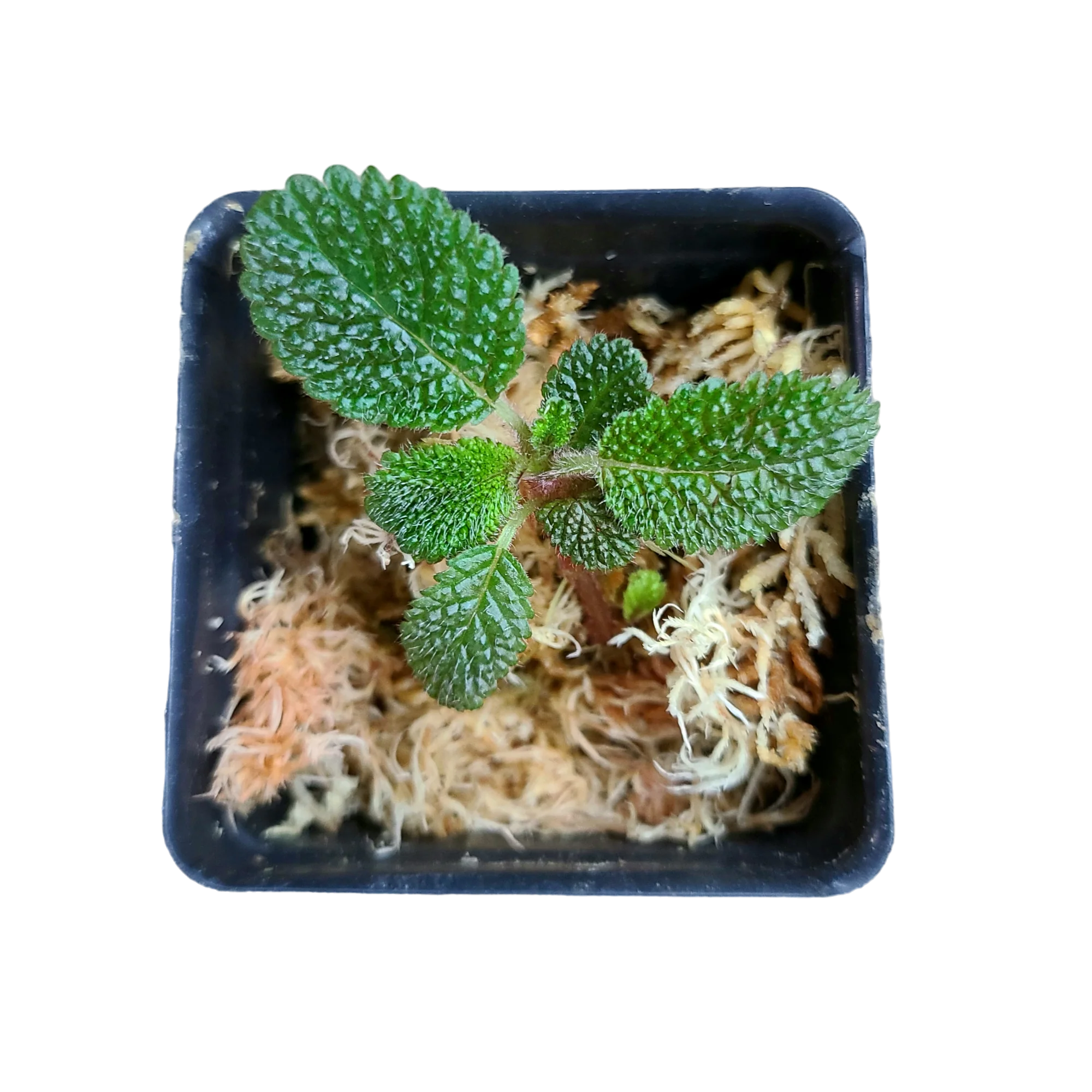 Reldia minutiflora