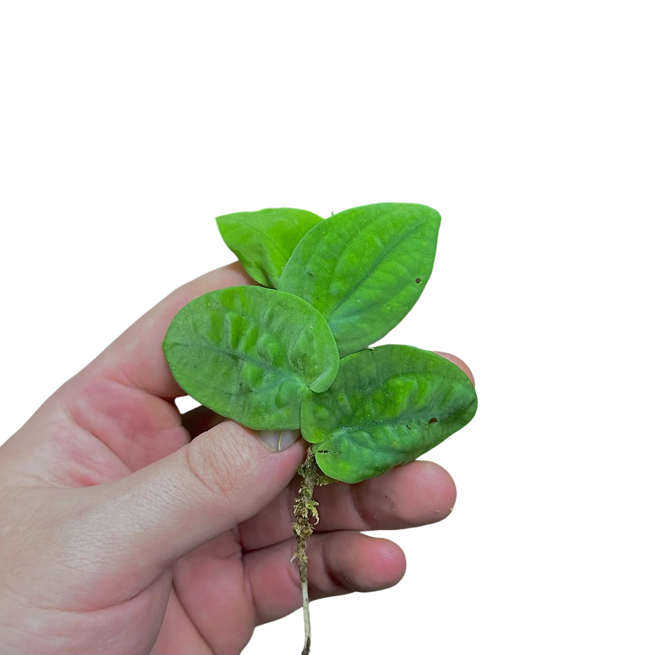Rhaphidophora celatocaulis