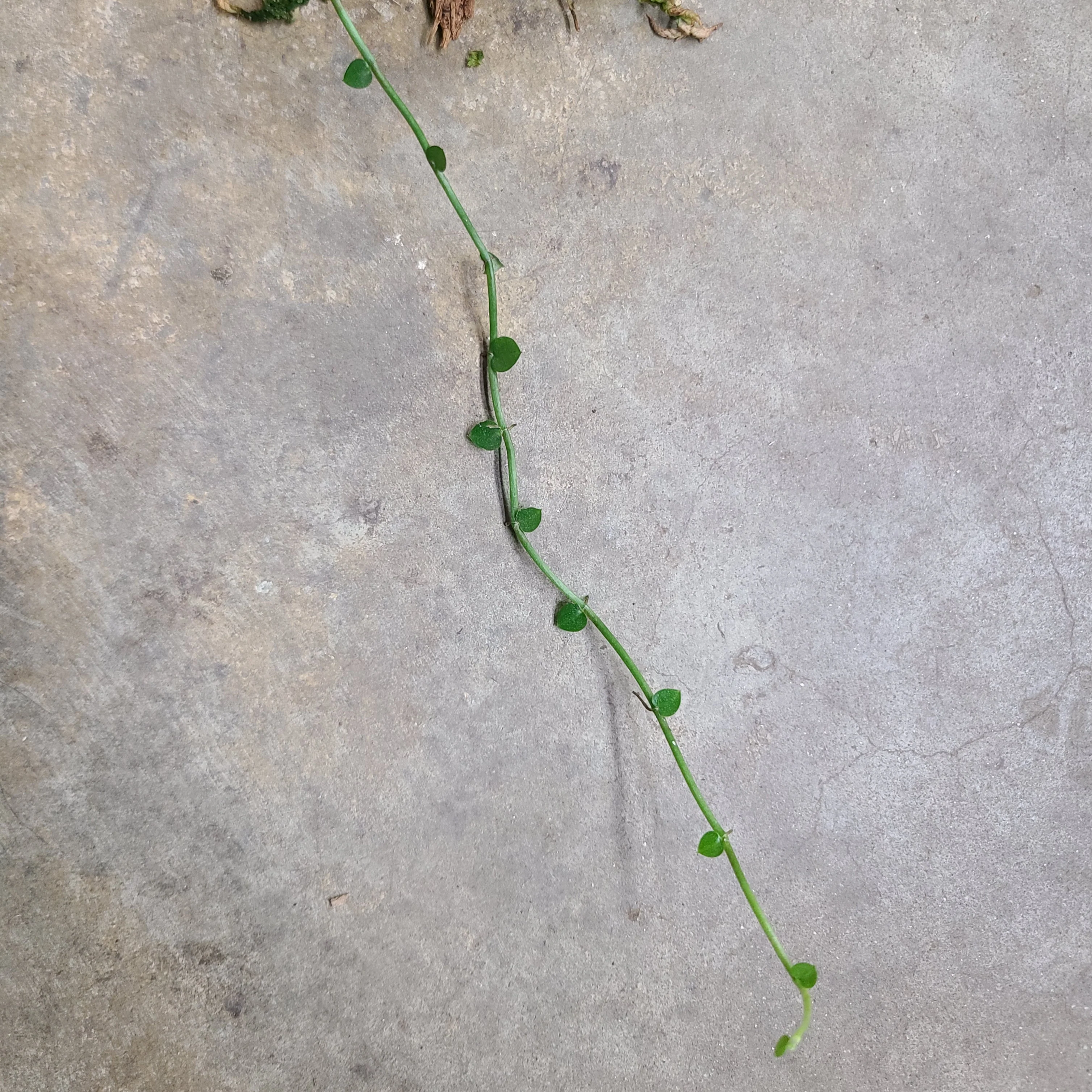 Rhaphidophora pachyphylla - Image 2