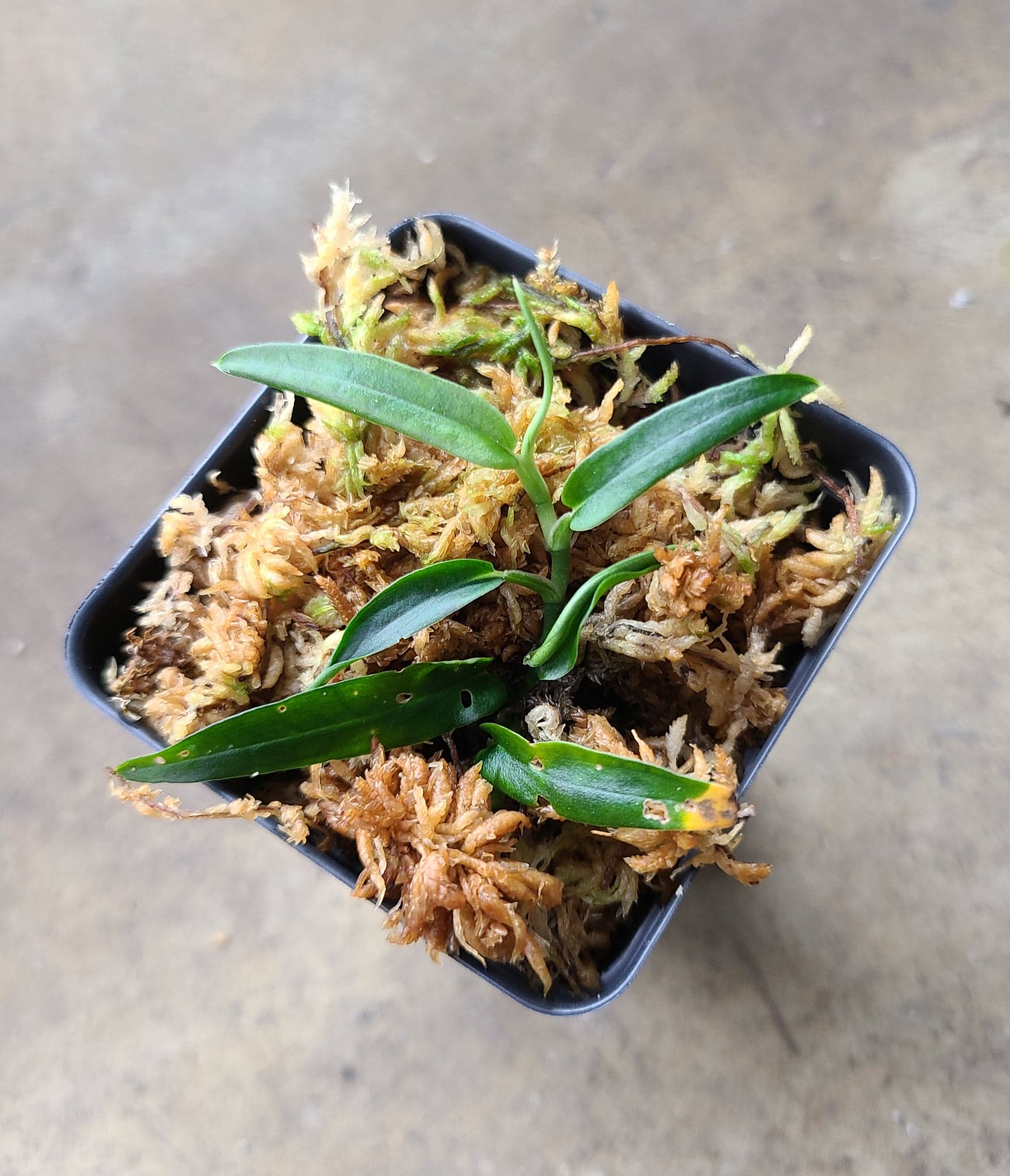 Rhaphidophora sp. Bejogai Dwarf