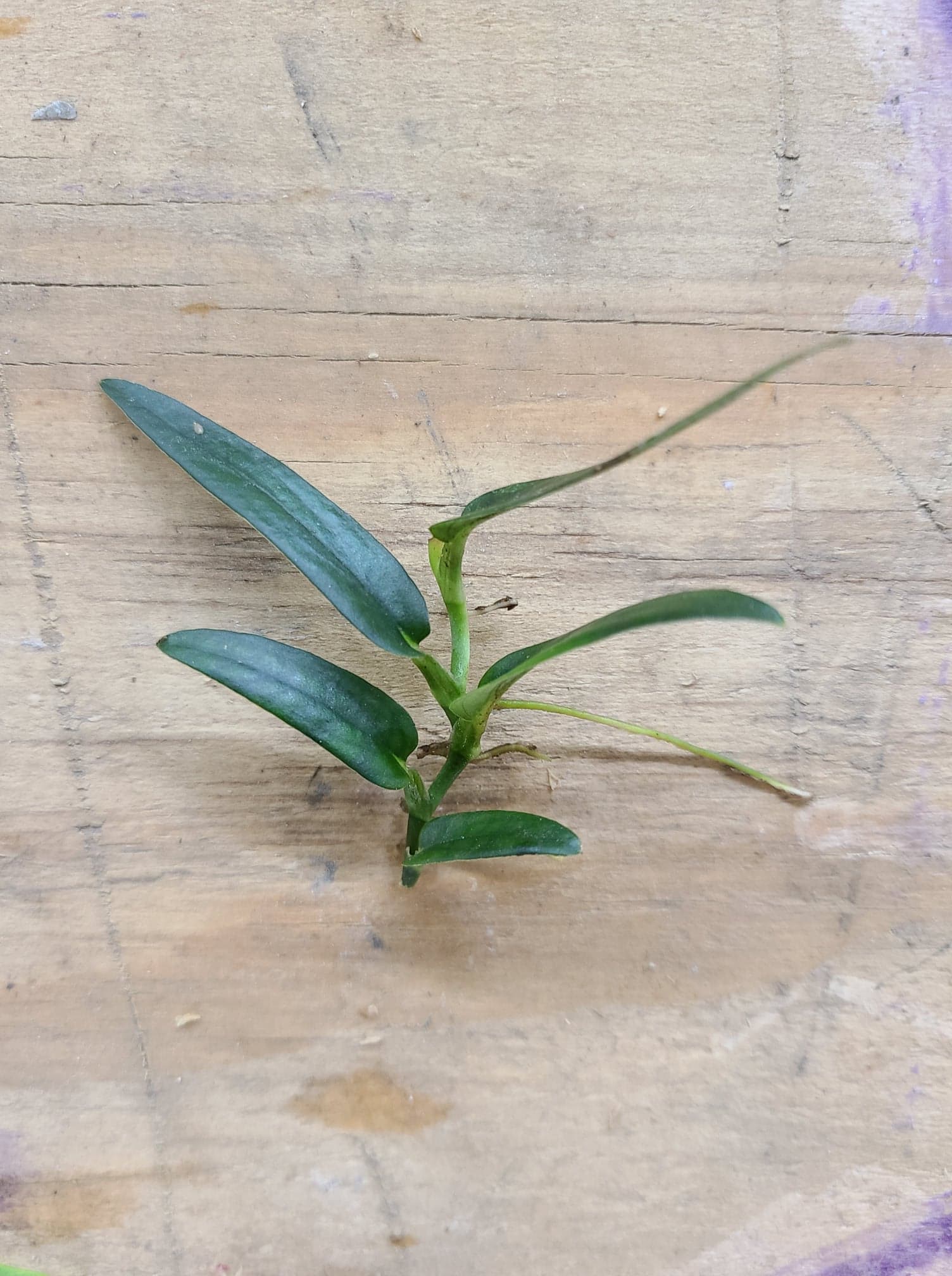 Rhaphidophora sp. Bejogai Dwarf - Image 2