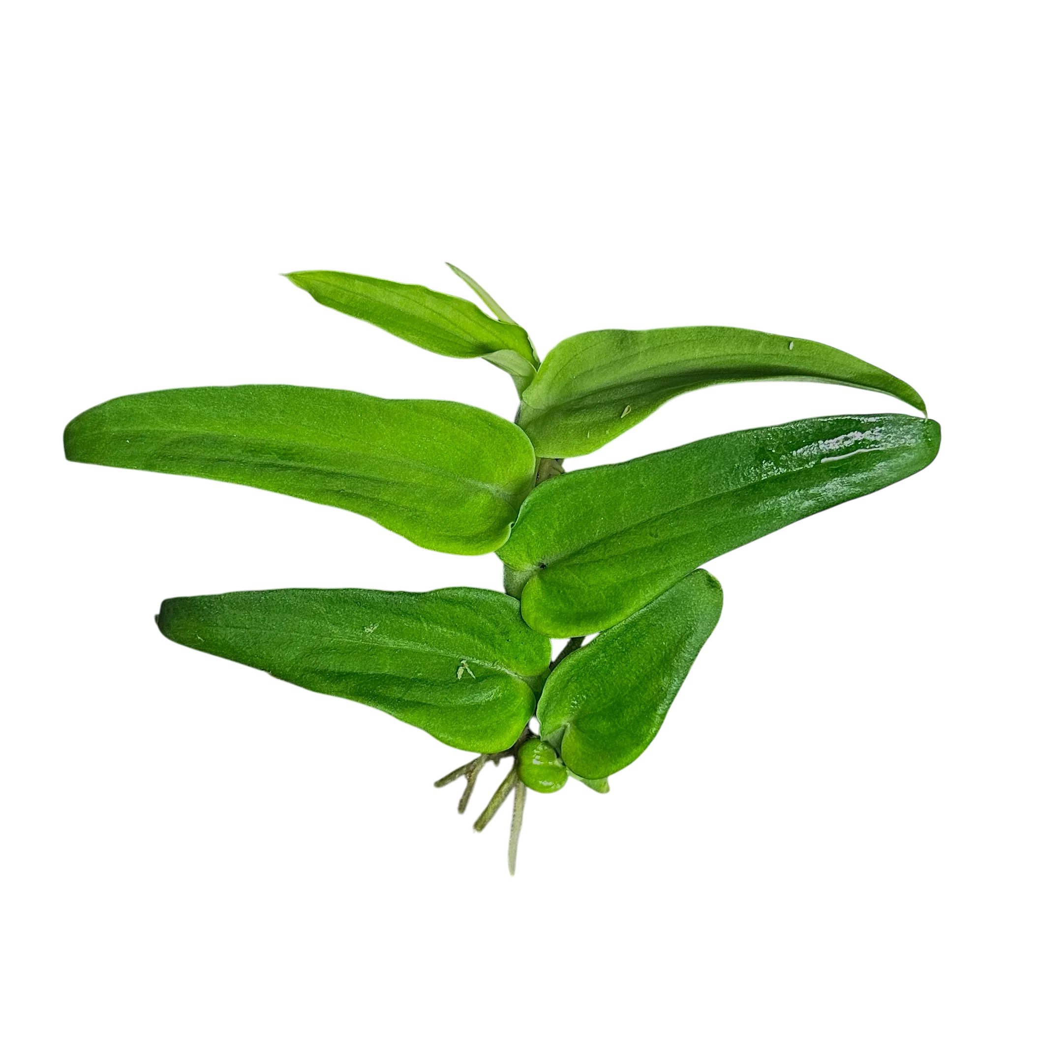 Rhaphidophora tenuis - Image 2