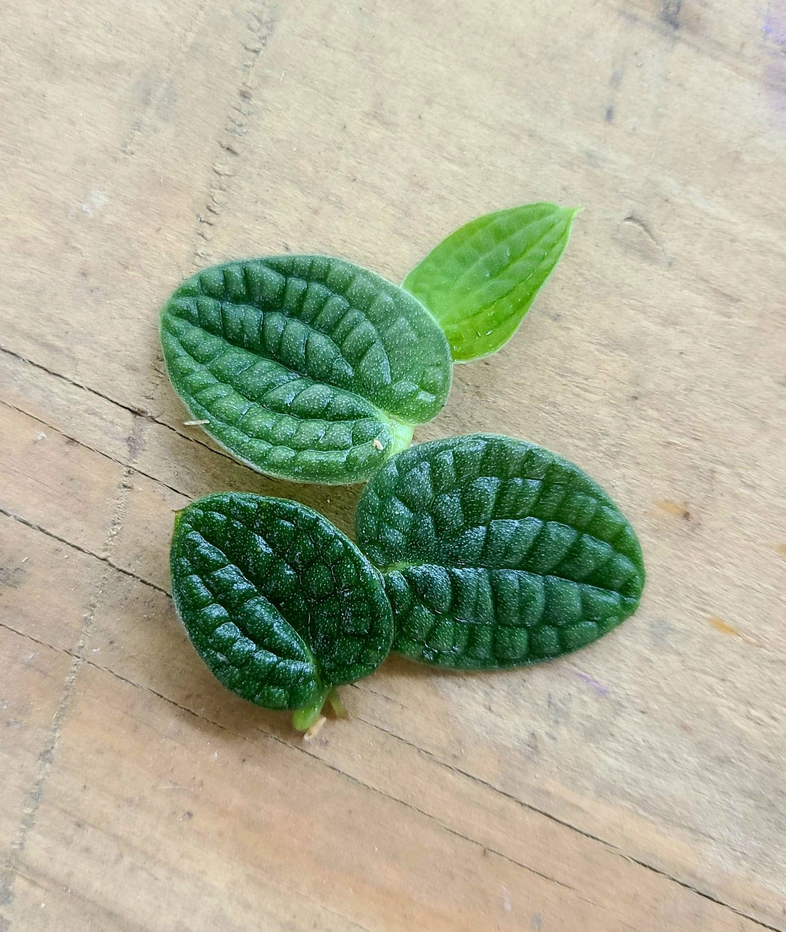 Rhaphidophora verstegii (Piper clypeatum)