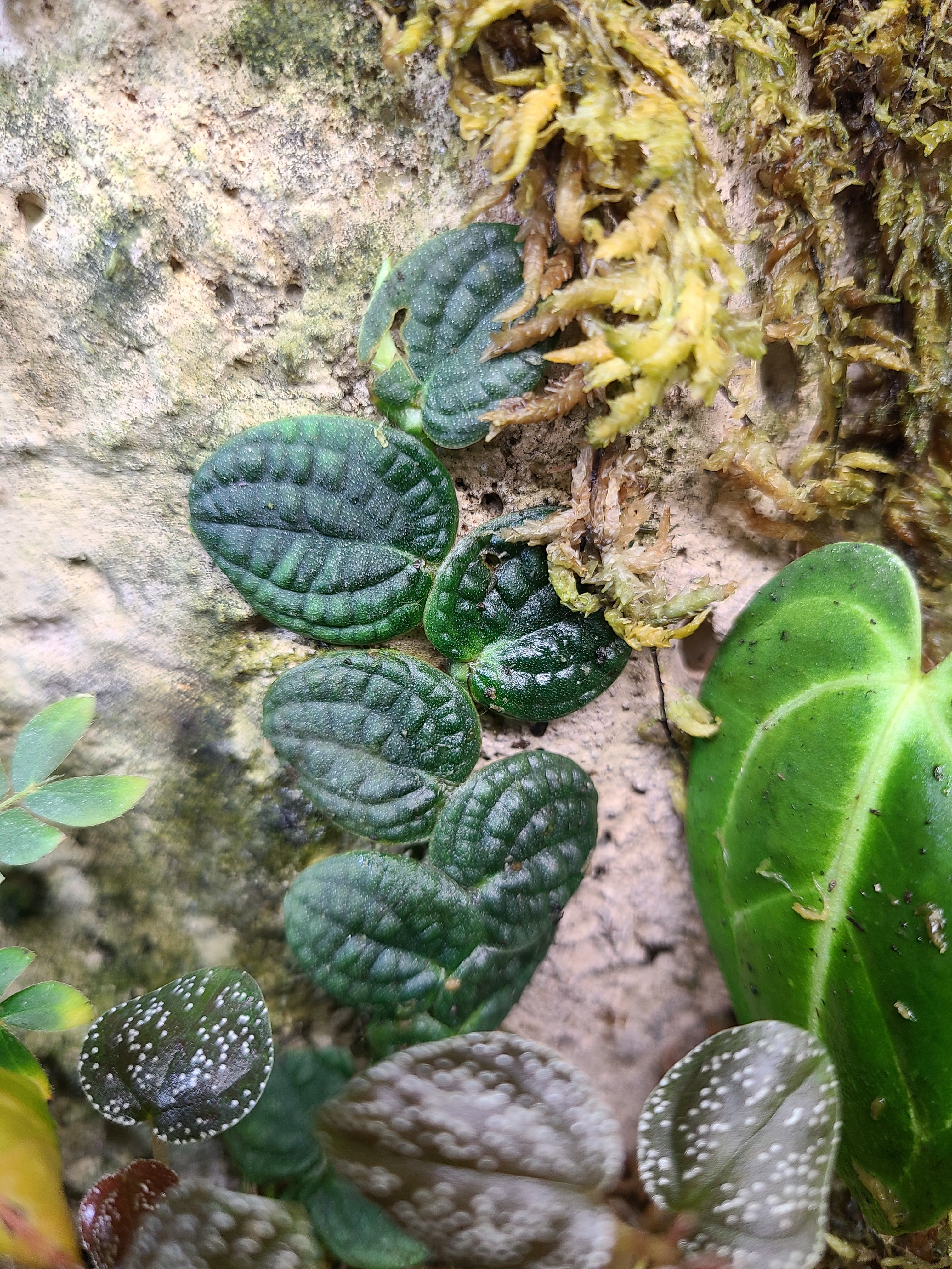 Rhaphidophora verstegii (Piper clypeatum) - Image 3