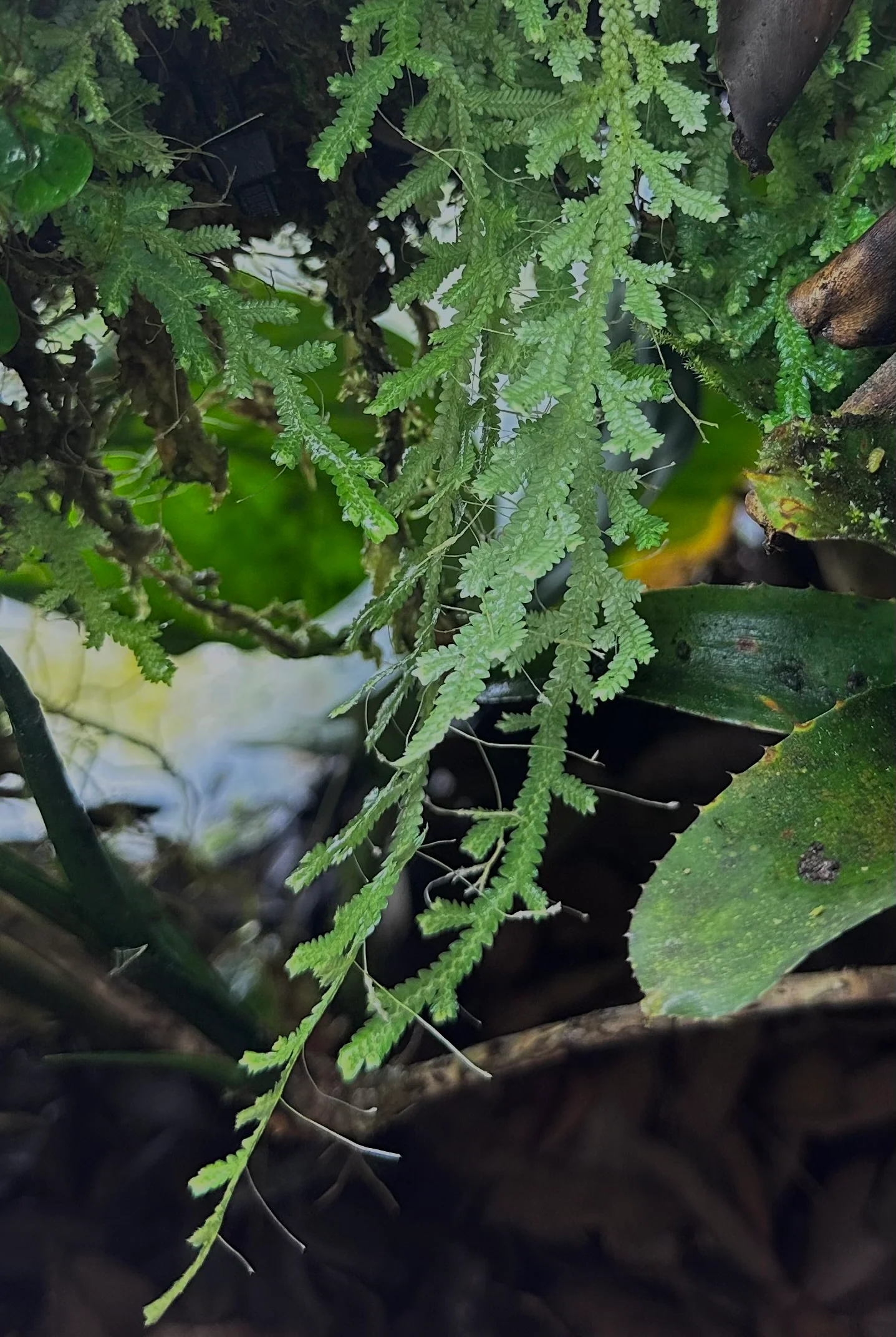 Selaginella serpens - Image 2