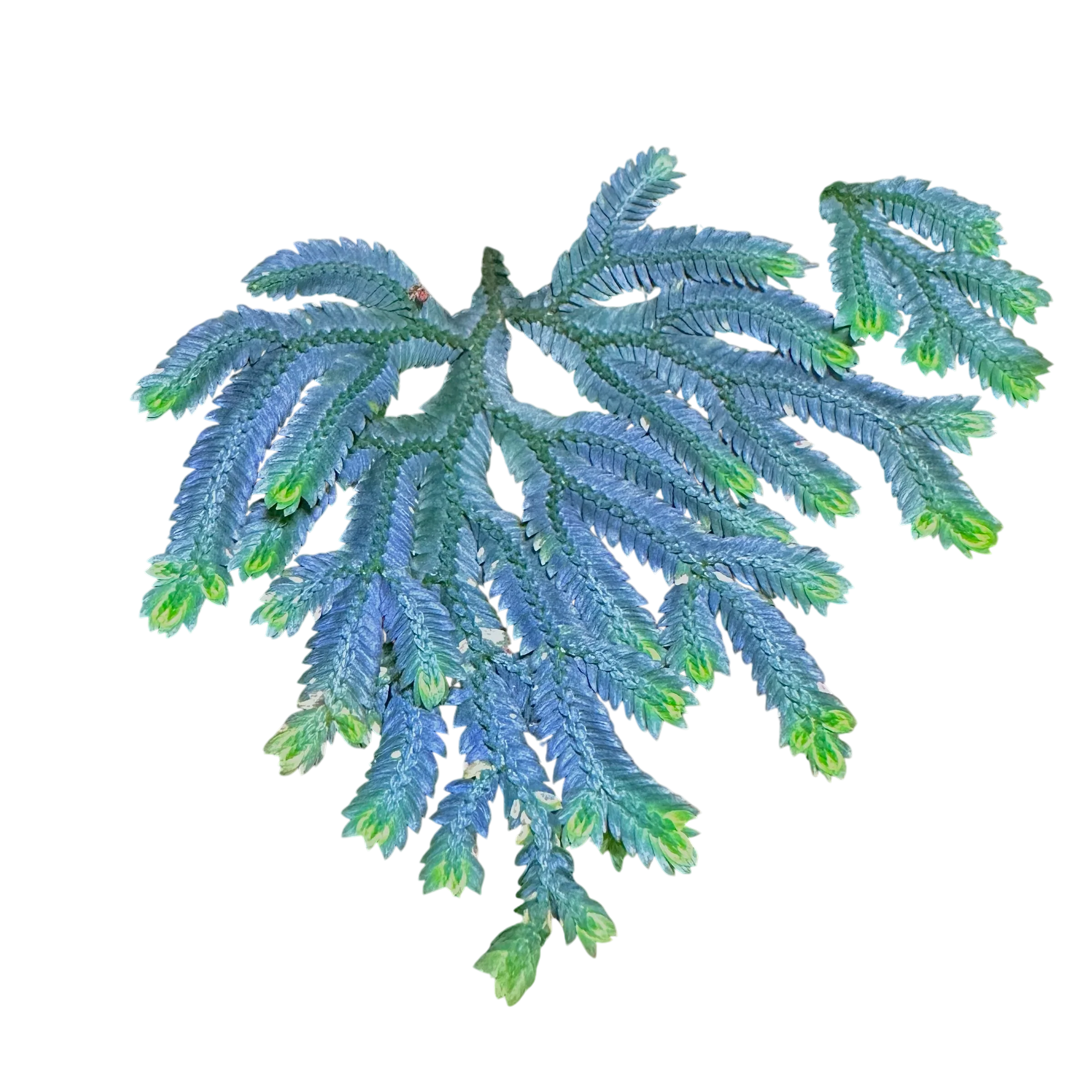 Selaginella erythropus